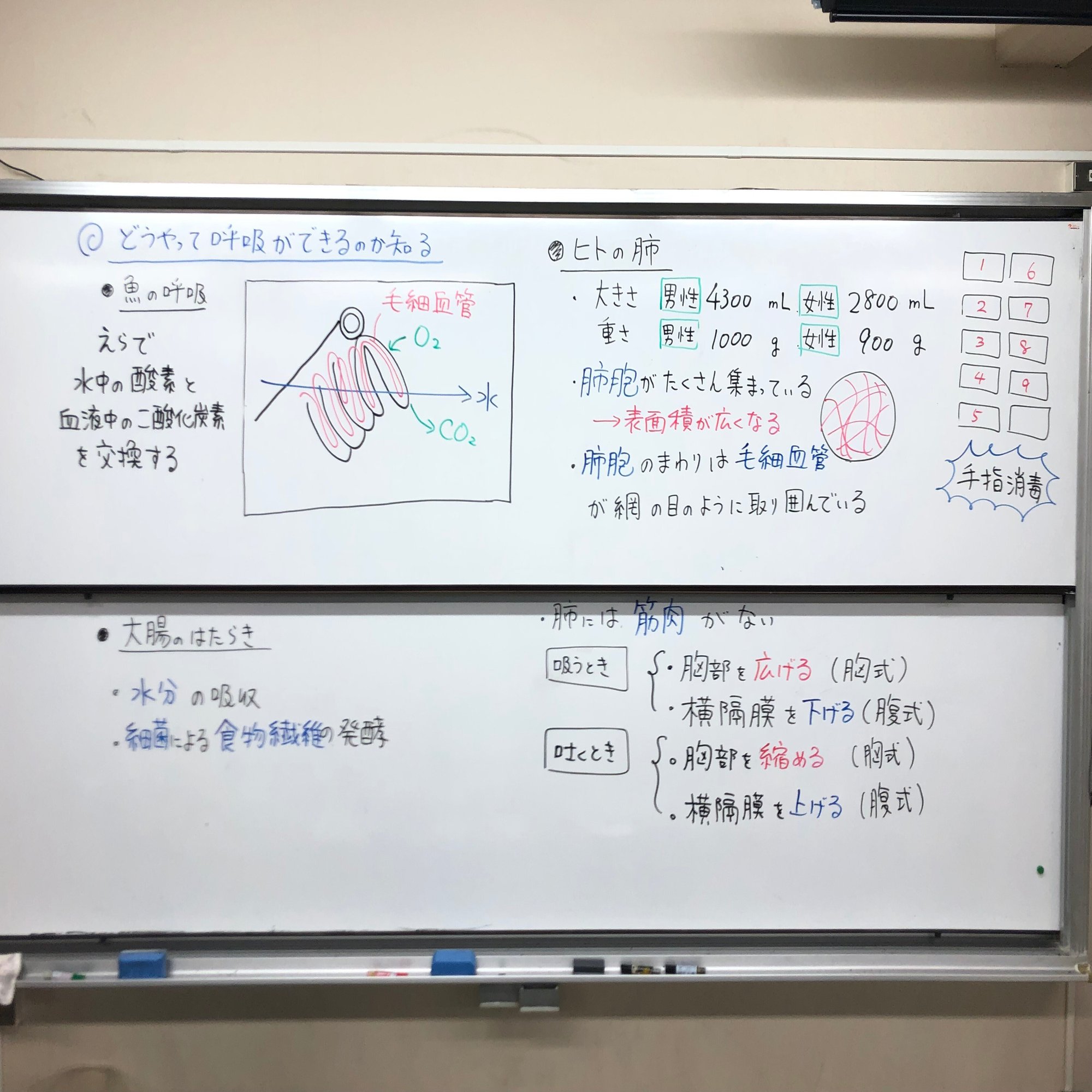 肺のつくりとはたらき 矢野充博 Note