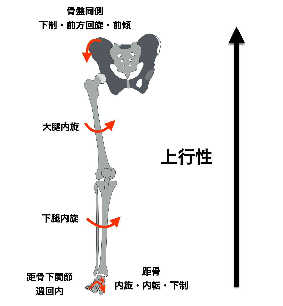 理学療法マネジメント　脳卒中　股関節　膝関節　足部・足関節　肩関節　脊柱　セット 股関節理学療法マネジメント&脊柱のセット本
