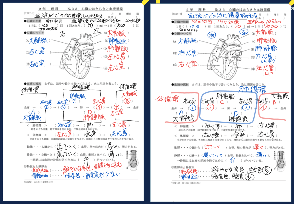 心臓のつくりとはたらき】｜矢野充博