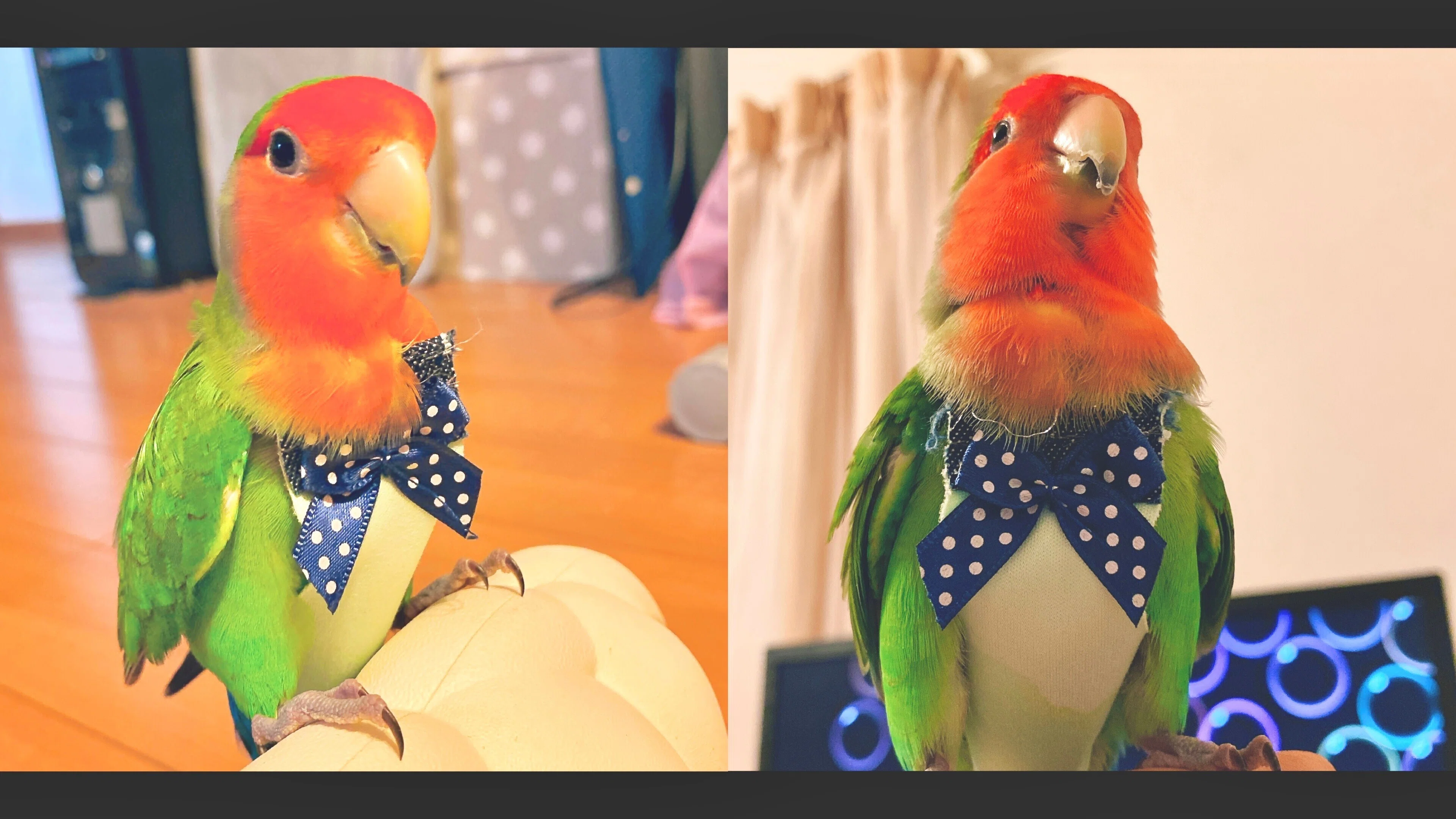 コザクラインコのバードスーツ製作｜株式会社リオ 制作部