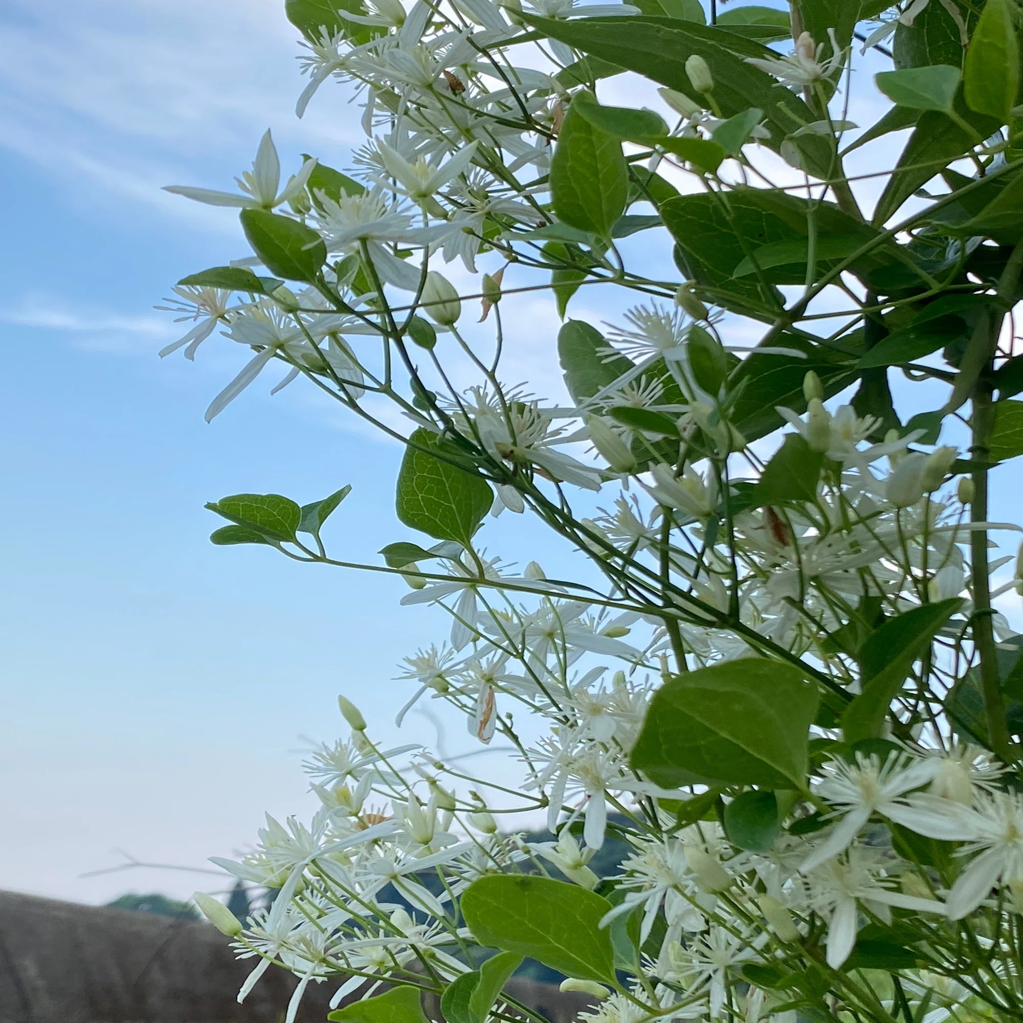 夏休み最終日ー野原に咲く『センニンソウ』を活けました｜haco 