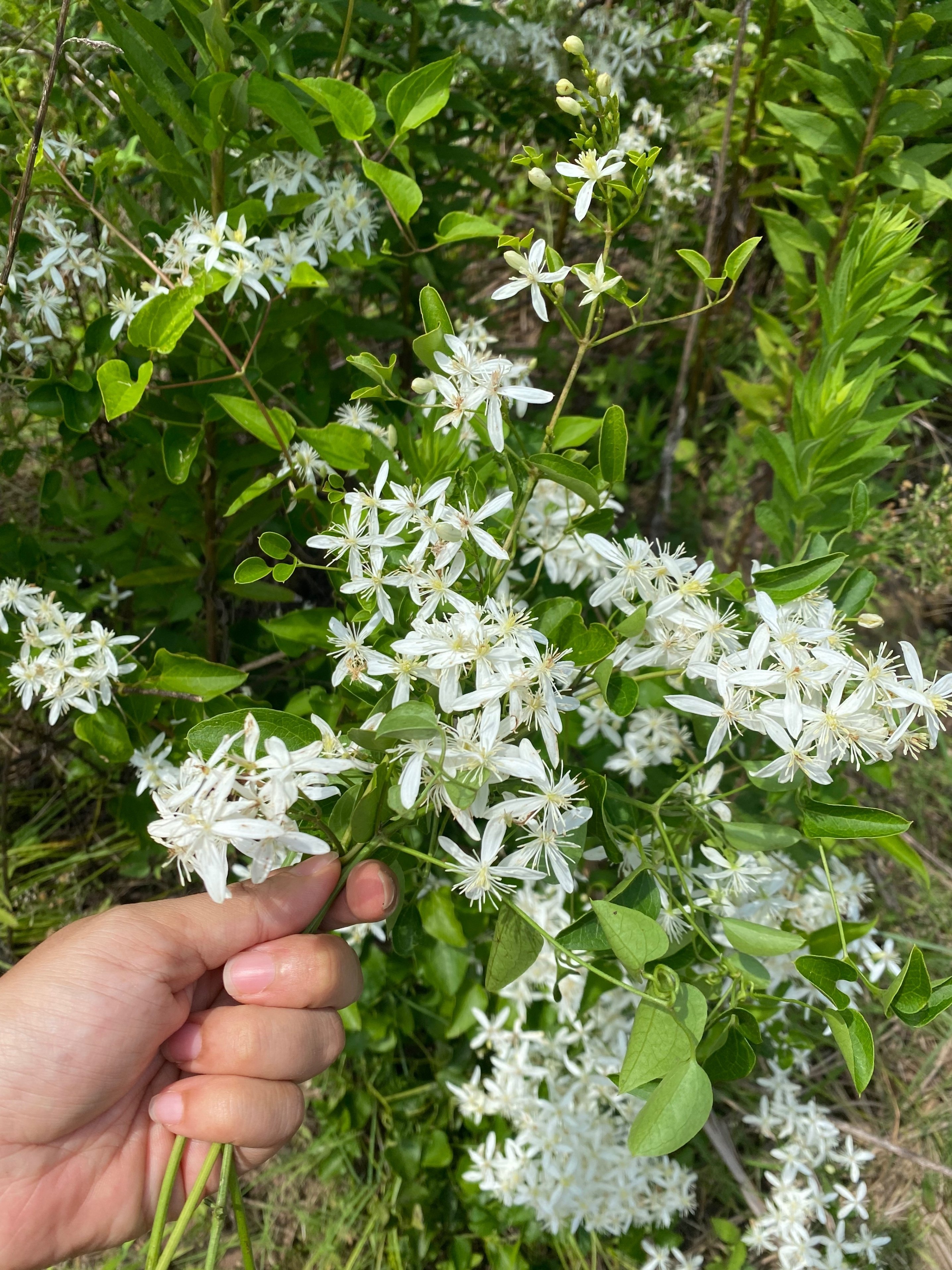 センニンソウ他　野の花　ご確認用 センニンソウ他 野の花 ご確認用 - メルカリ