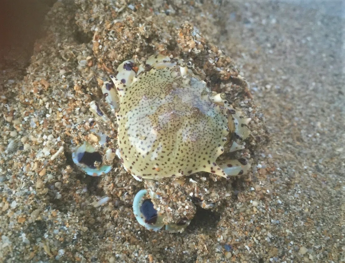 カニとの出会いは世界へ羽ばたく自分の軌跡|Free