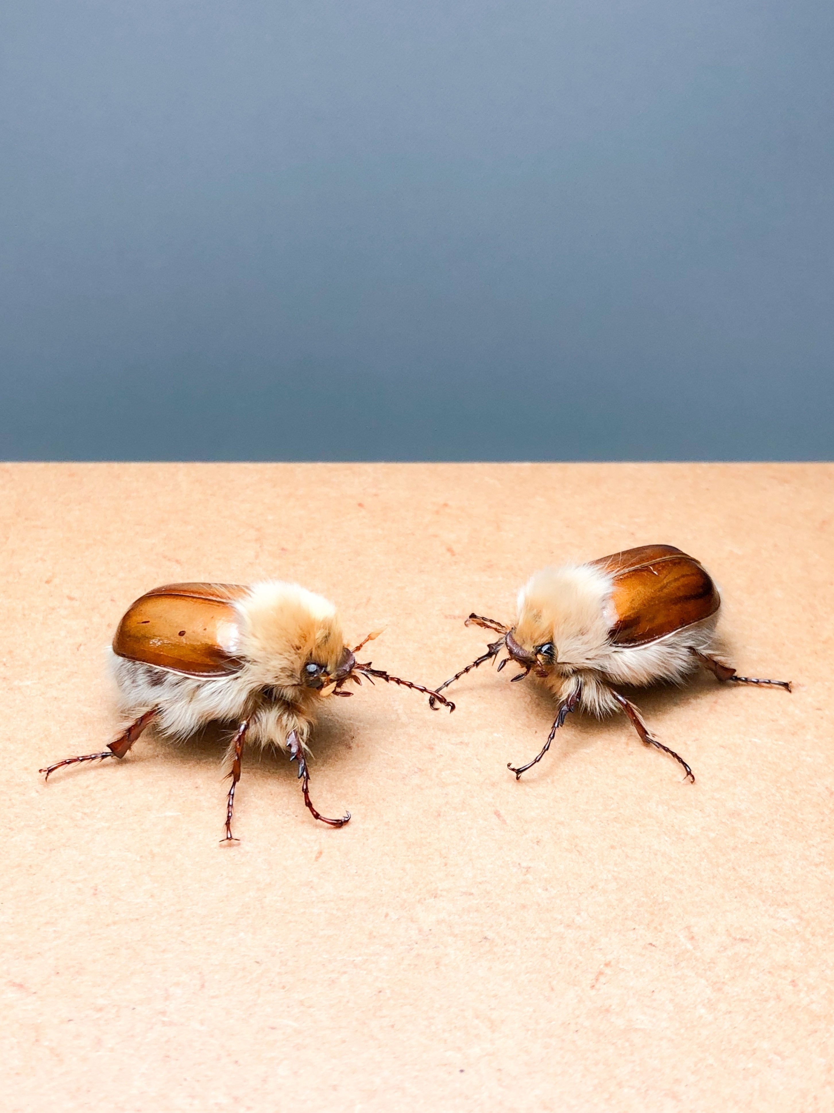 第16話》昆虫界の唯一無二な存在 －福井 敬貴－ 「1／1ゴライアス