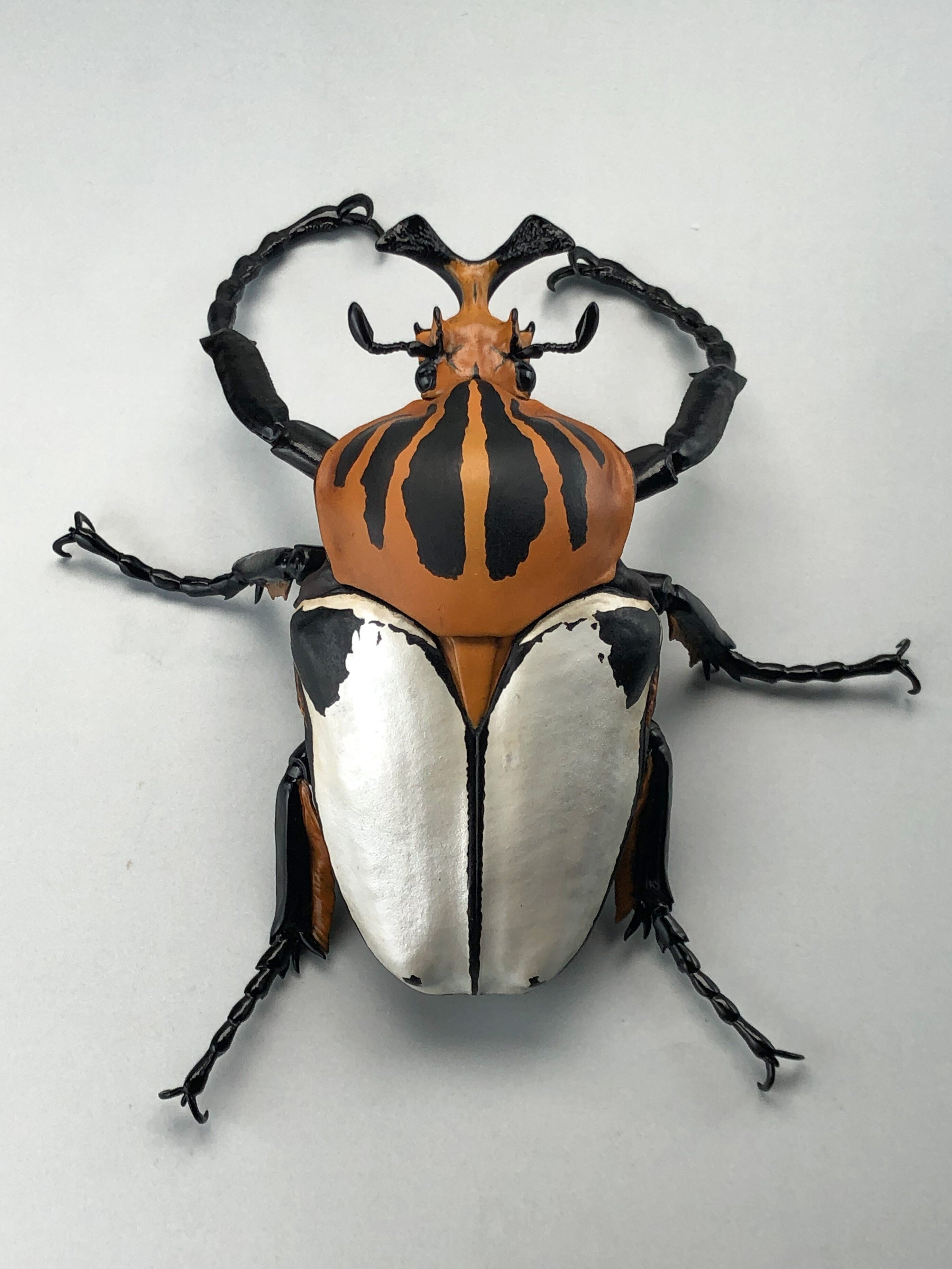 ９月限定　昆虫標本　珍品クイグルトラハナムグリ♀ 第16話》昆虫界の唯一無二な存在 －福井 敬貴－ 「1／1