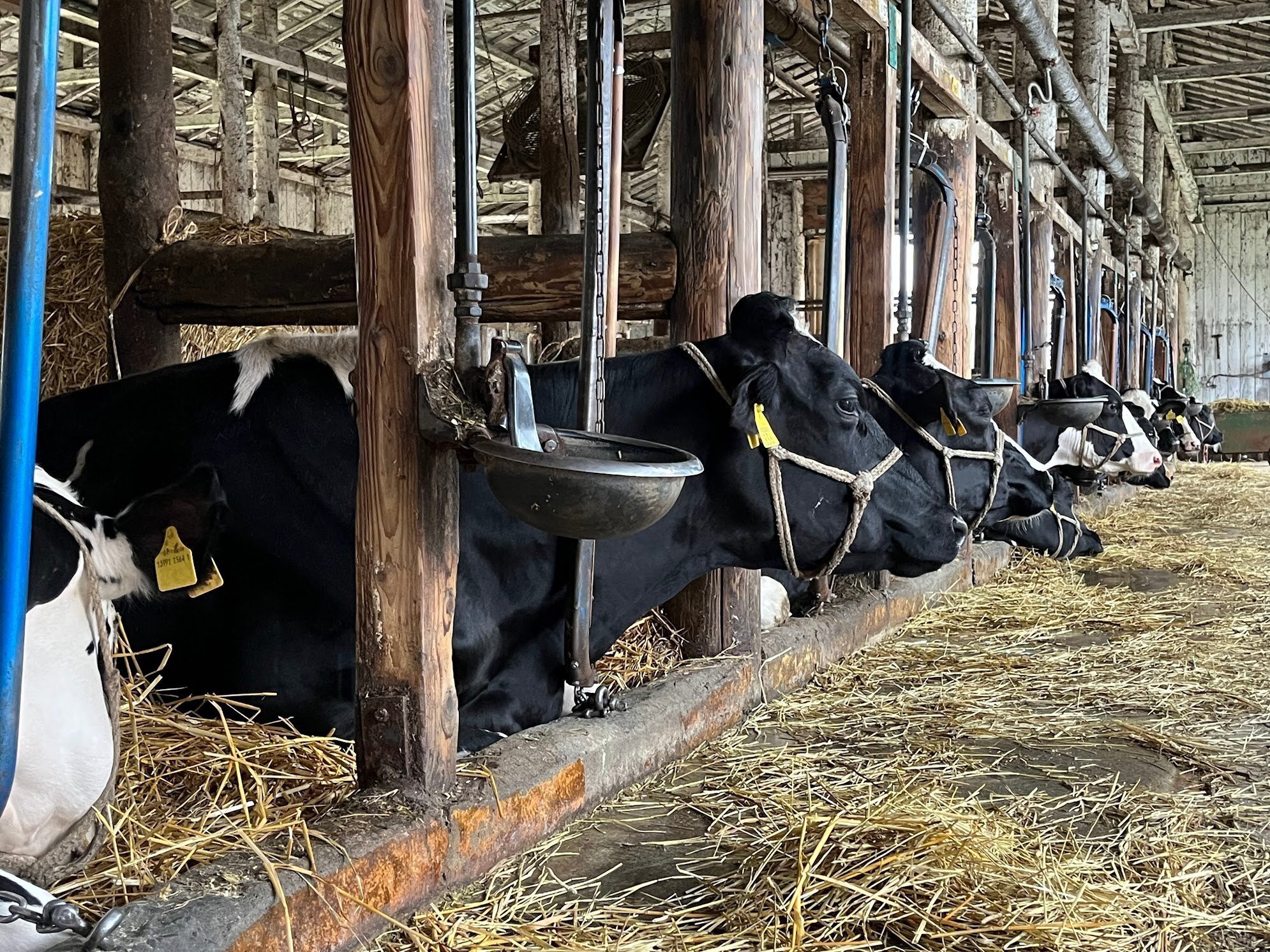 天日干しの藁なので、果物生産者の方、牛舎や家畜を育てている方、必要とされる方に安価でお譲りします。 天日干しの藁なので、果物生産者の方、牛舎や家畜を育てている方、必要