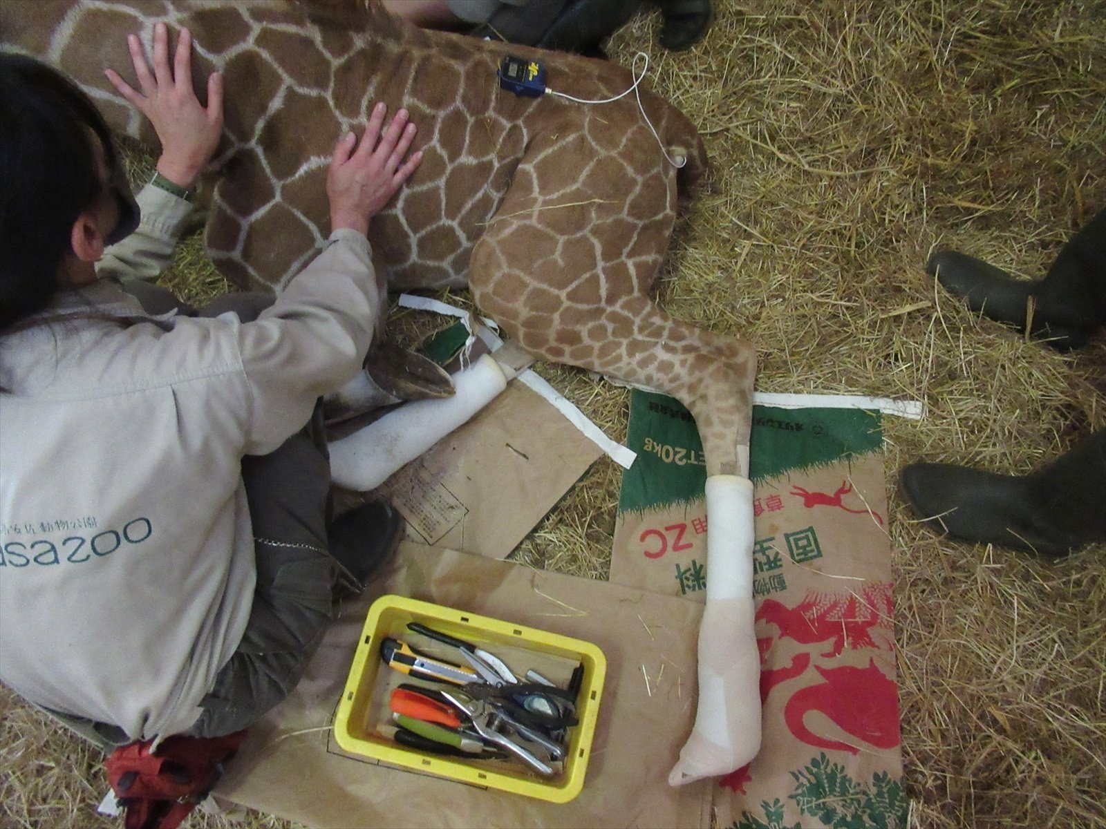 キリンの赤ちゃんと剪定ばさみ｜刃物屋『福善』【公式】