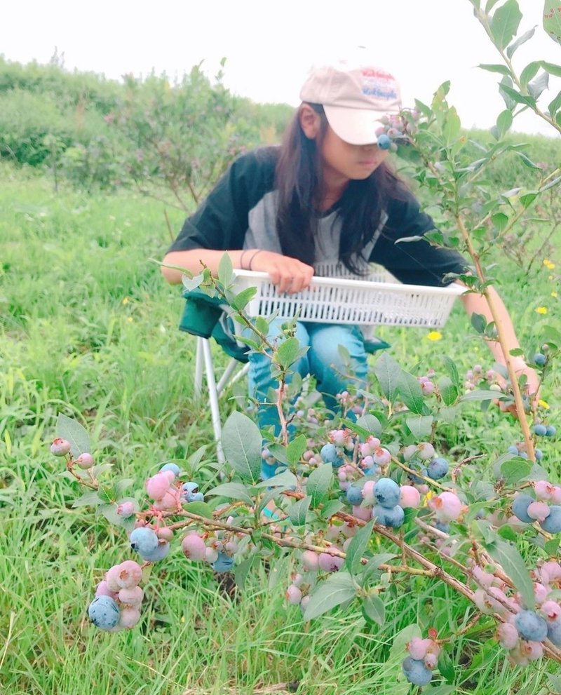 一番最後にとれるブルーベリー「スパルタン」の収穫風景。ピンクと青のコントラストが可愛らしい生食用品種。