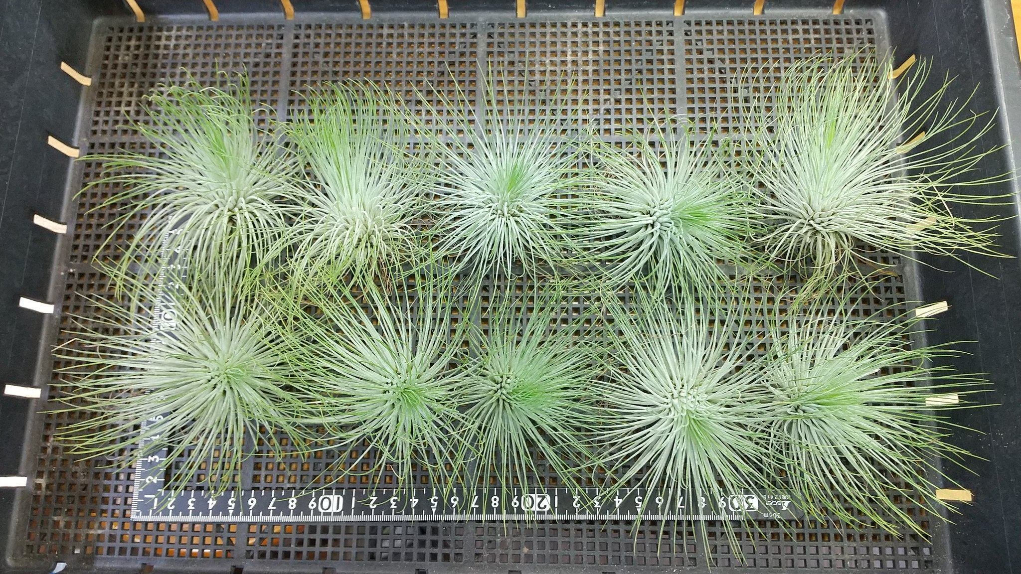 チランジア・ルシール Tillandsia Lucille (T. ehlersiana x T