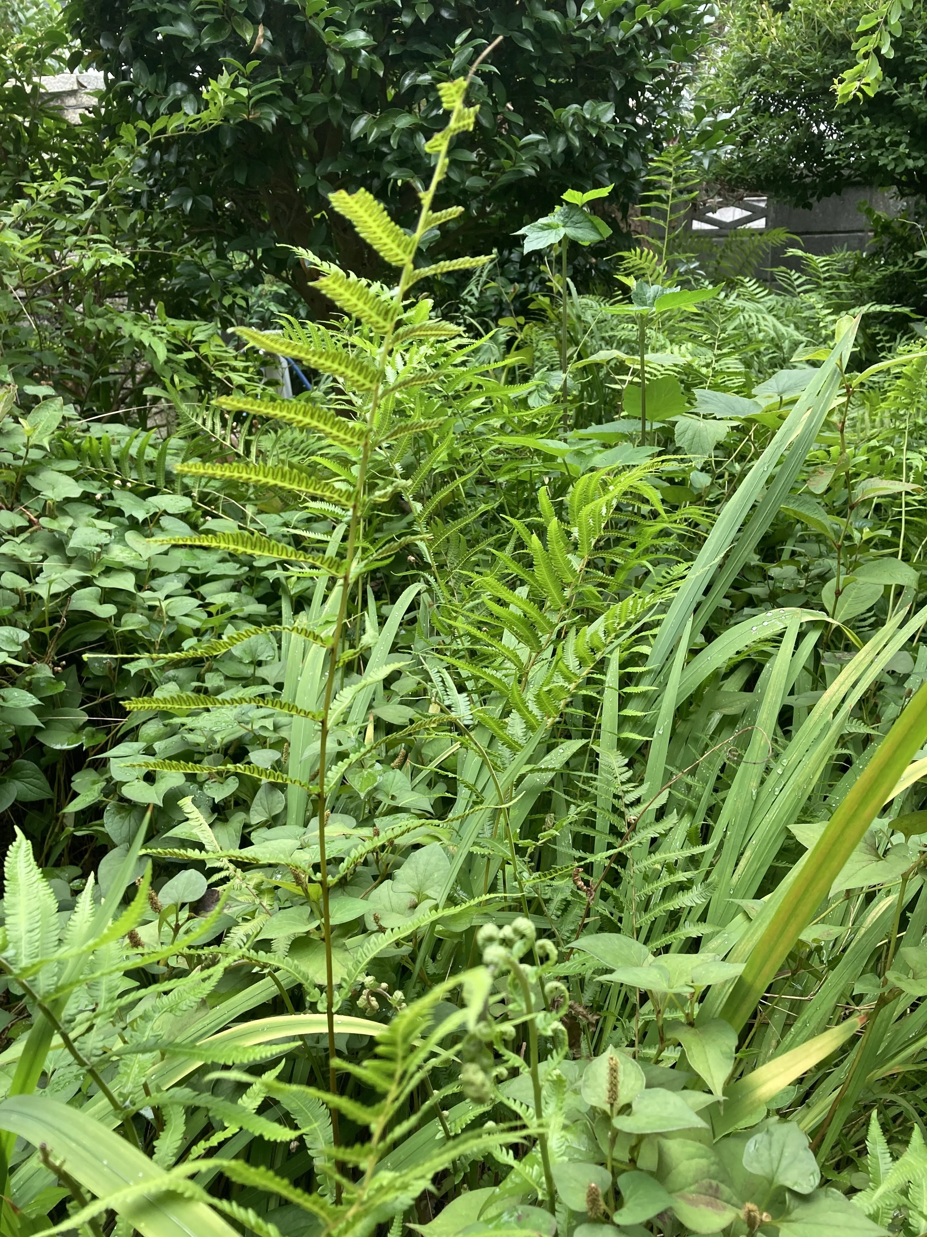 花 花組庭園 夏の草 花組庭園 Note 花 花組庭園 夏の草 花組庭園 Note