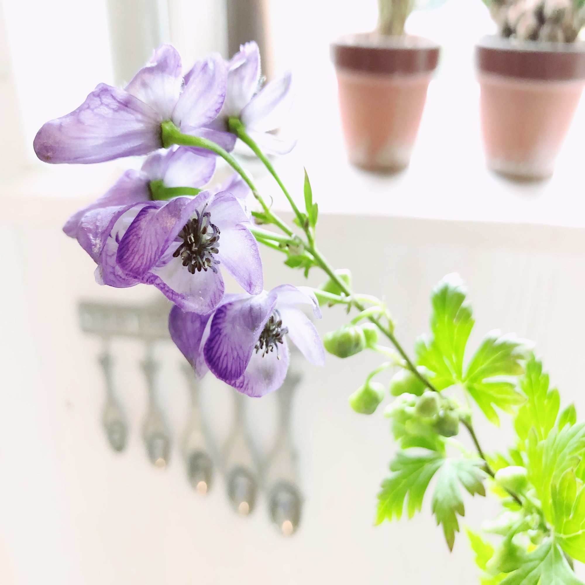 22 9 2 きょうのおはな 木の下の花屋 Kazamidori Note