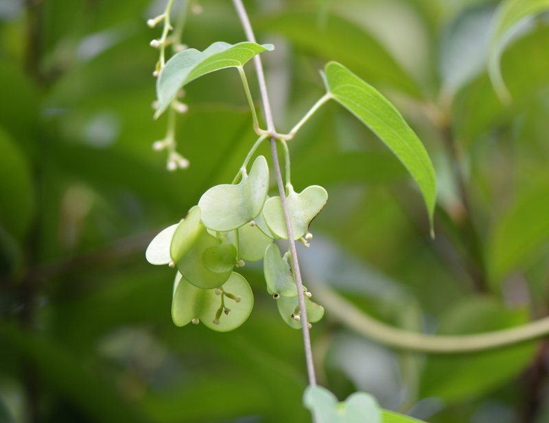 栄養価高い自然薯の葉脈写真 ｙｓデザイン グループ Note