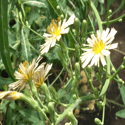 名も知らぬ野の花に寄せて 歓怒 Kando Note