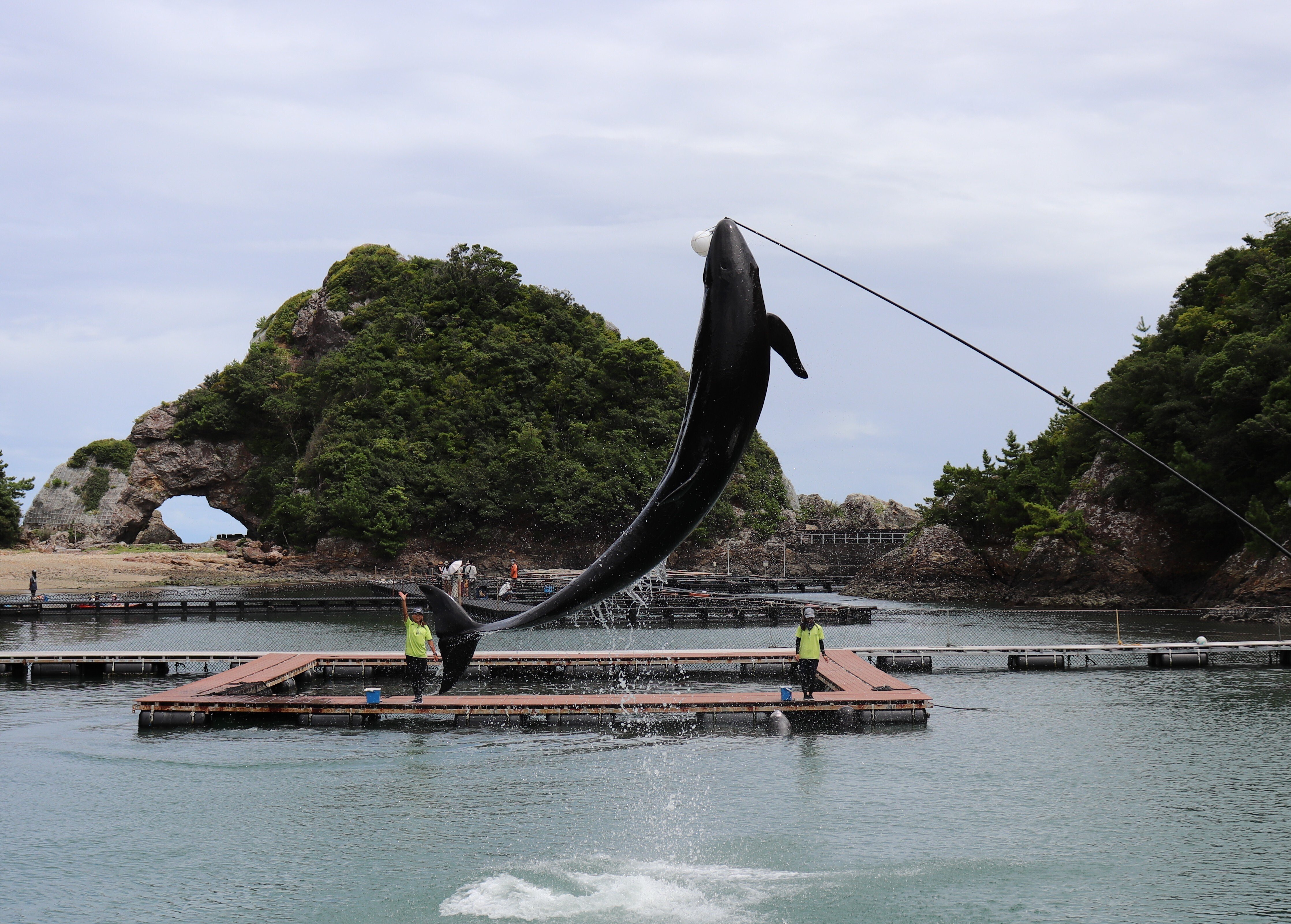 番外編】クジラに会いに行こう！｜しょいシャーク