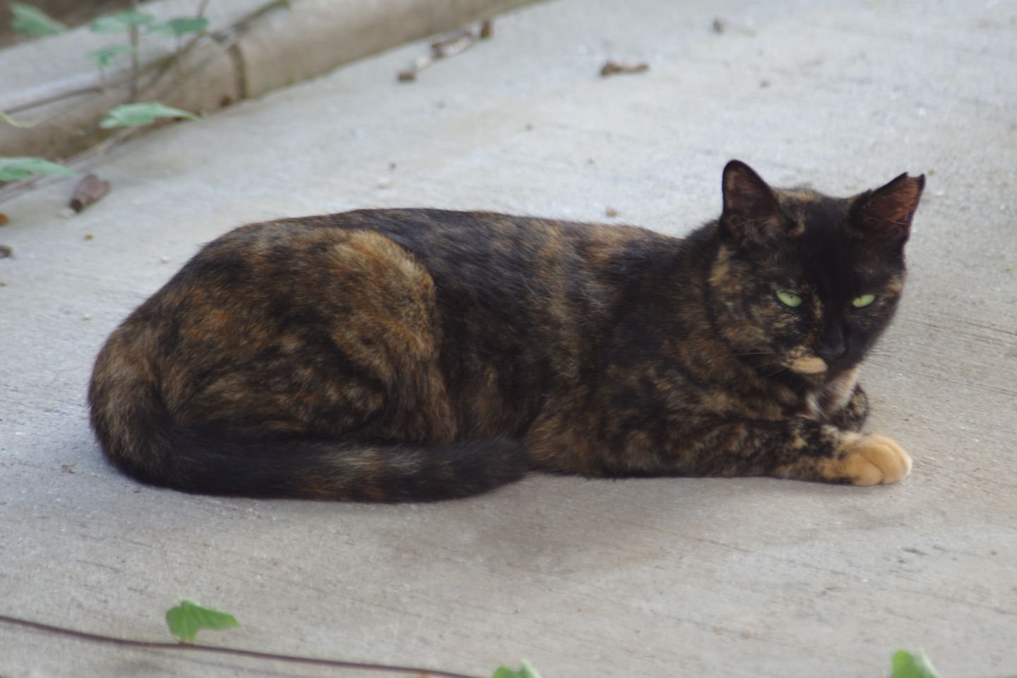 さびねこ 佐久間ディック Note さびねこ 佐久間ディック Note