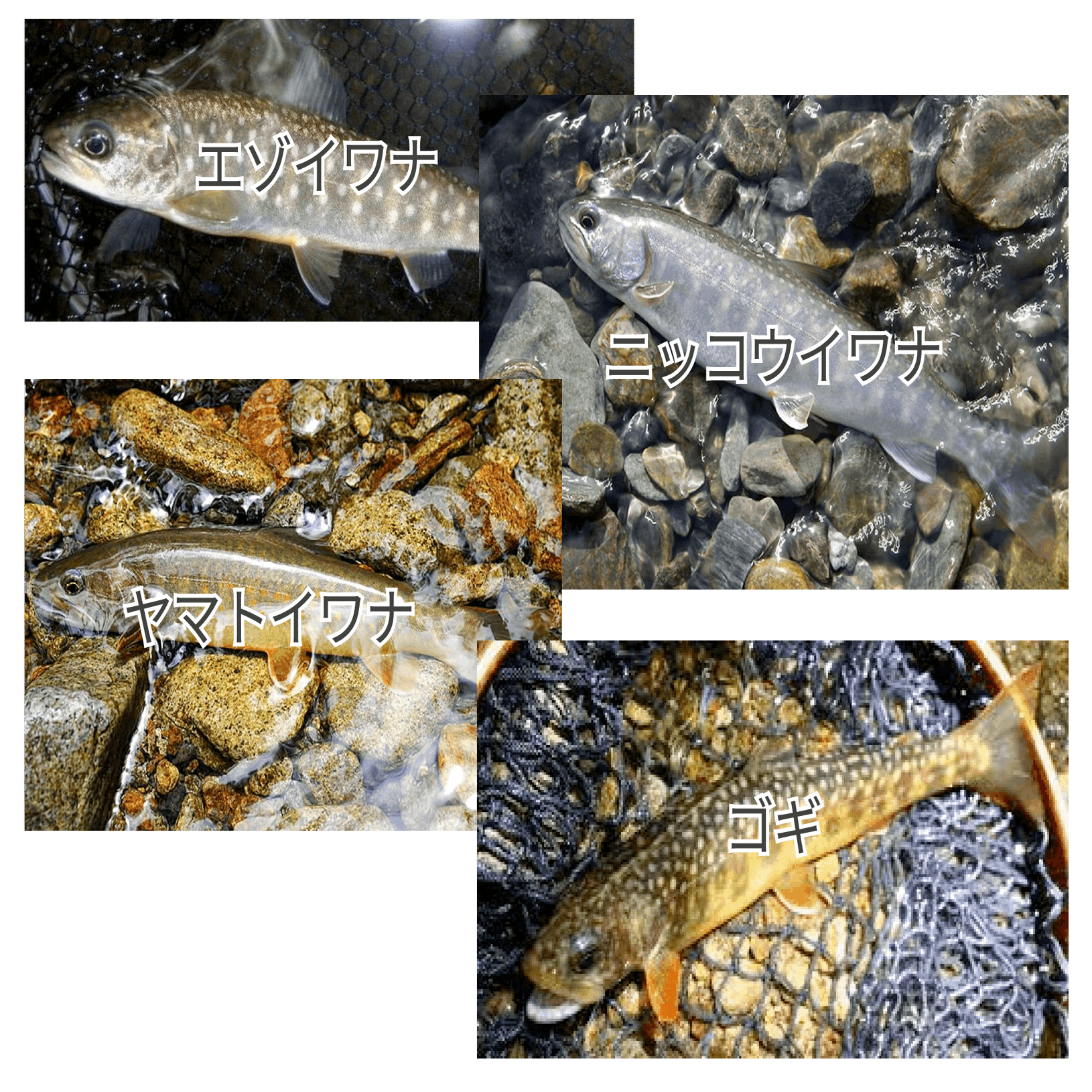 あなたの知らないイワナの世界 Part1 ヤマト釣り研究所 Note