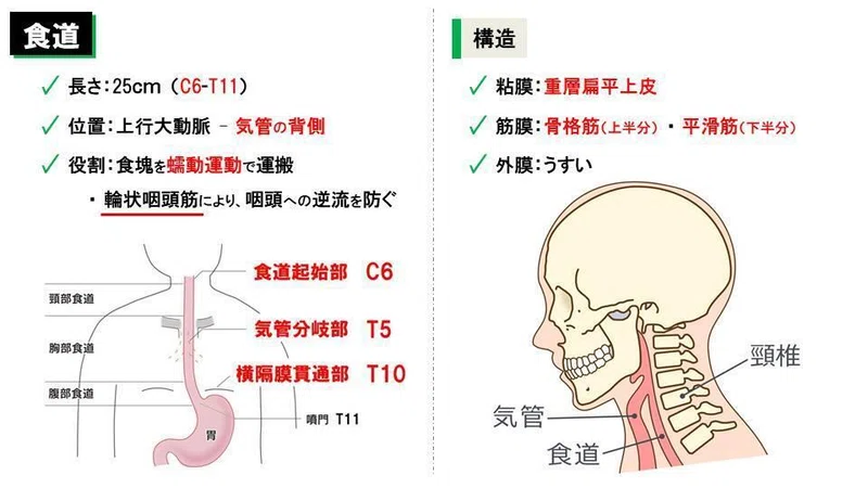 食道の疾患【読学 No.001】|西島ゼミ:国家試験攻略note