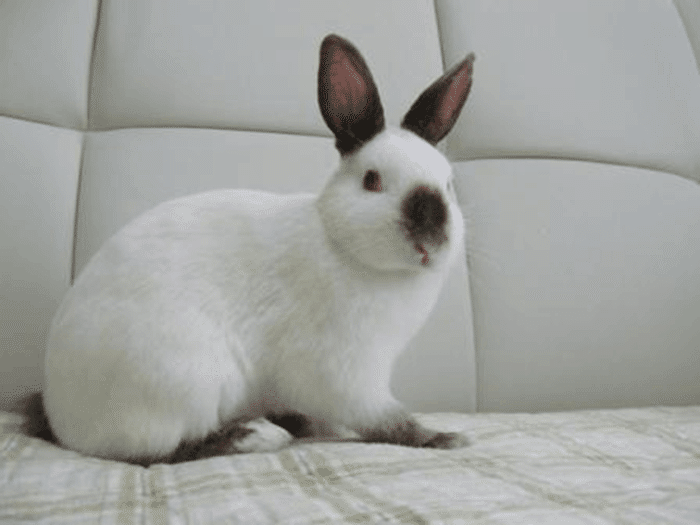 野性味あふれる甘えん坊！ヒマラヤンってどんなうさぎ？｜ペットの杜