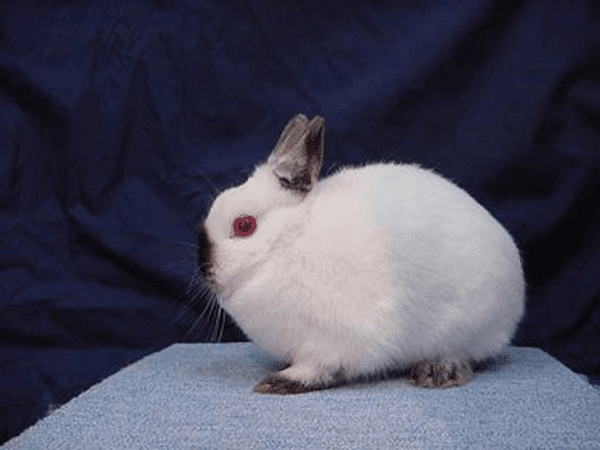 野性味あふれる甘えん坊！ヒマラヤンってどんなうさぎ？｜ペットの杜