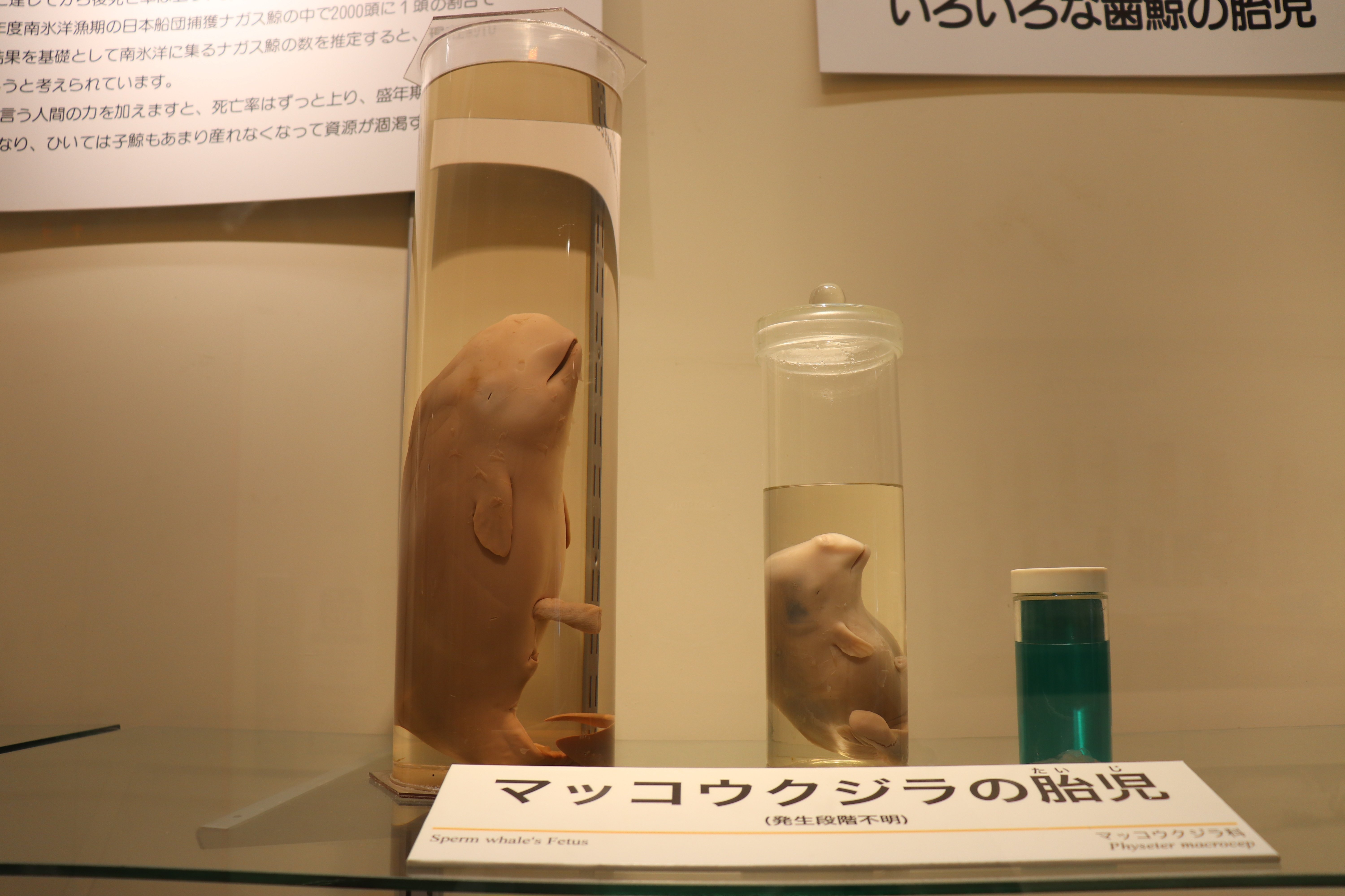 クジラ好きさんへ　ジャスパー クジラ好きさんへ ジャスパー 番外編】クジラに会いに行こう