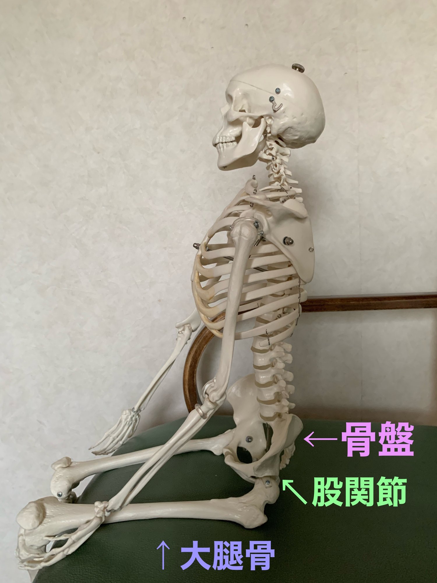 股関節って本当はどうなってる 骨盤 腰の骨 と大腿骨 太ももの骨 が出会う場所 えりえりこ Note 股関節って本当はどうなってる 骨盤 腰の骨 と大腿骨 太ももの骨 が出会う場所 えりえりこ Note