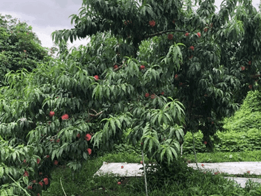 桃の木　紅い実　下に落ちた実も