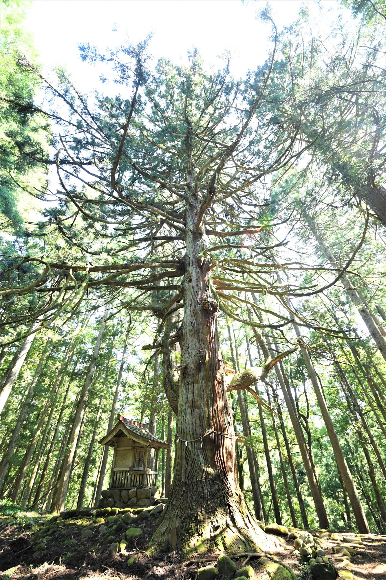 無数の手で人々救う千手観音のような 平泉寺白山神社若宮神社の大杉 Yasuragi Note 無数の手で人々救う千手観音のような 平泉寺白山神社若宮神社の大杉 Yasuragi Note