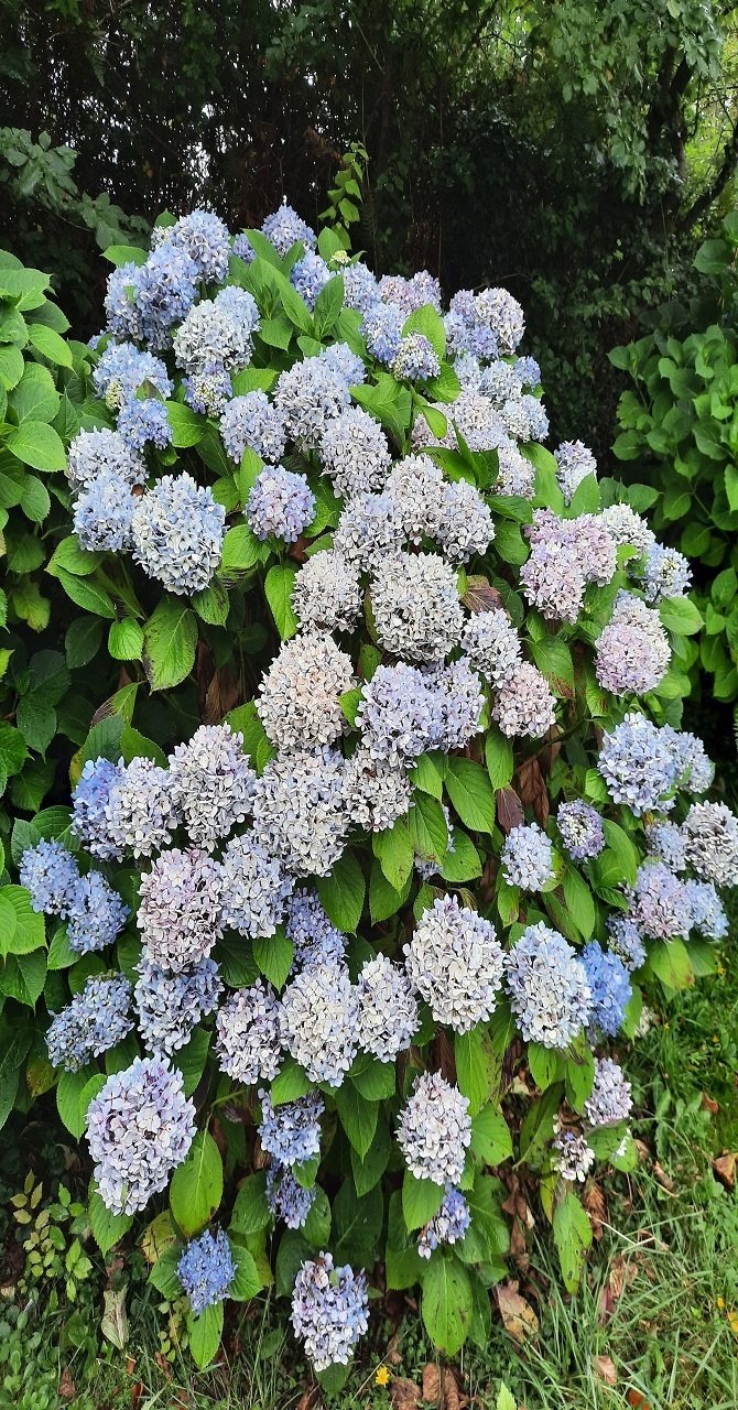 夏の終わりに咲いていたフランス ノルマンディーの紫陽花 あとりえ あっしゅ フランス田舎暮らしのリアルを発信中 Note