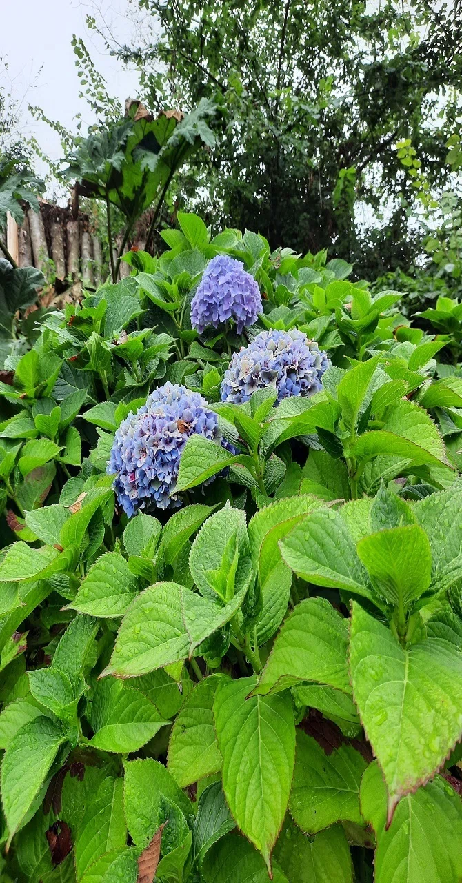 夏の終わりに咲いていたフランス・ノルマンディーの紫陽花｜あとりえ
