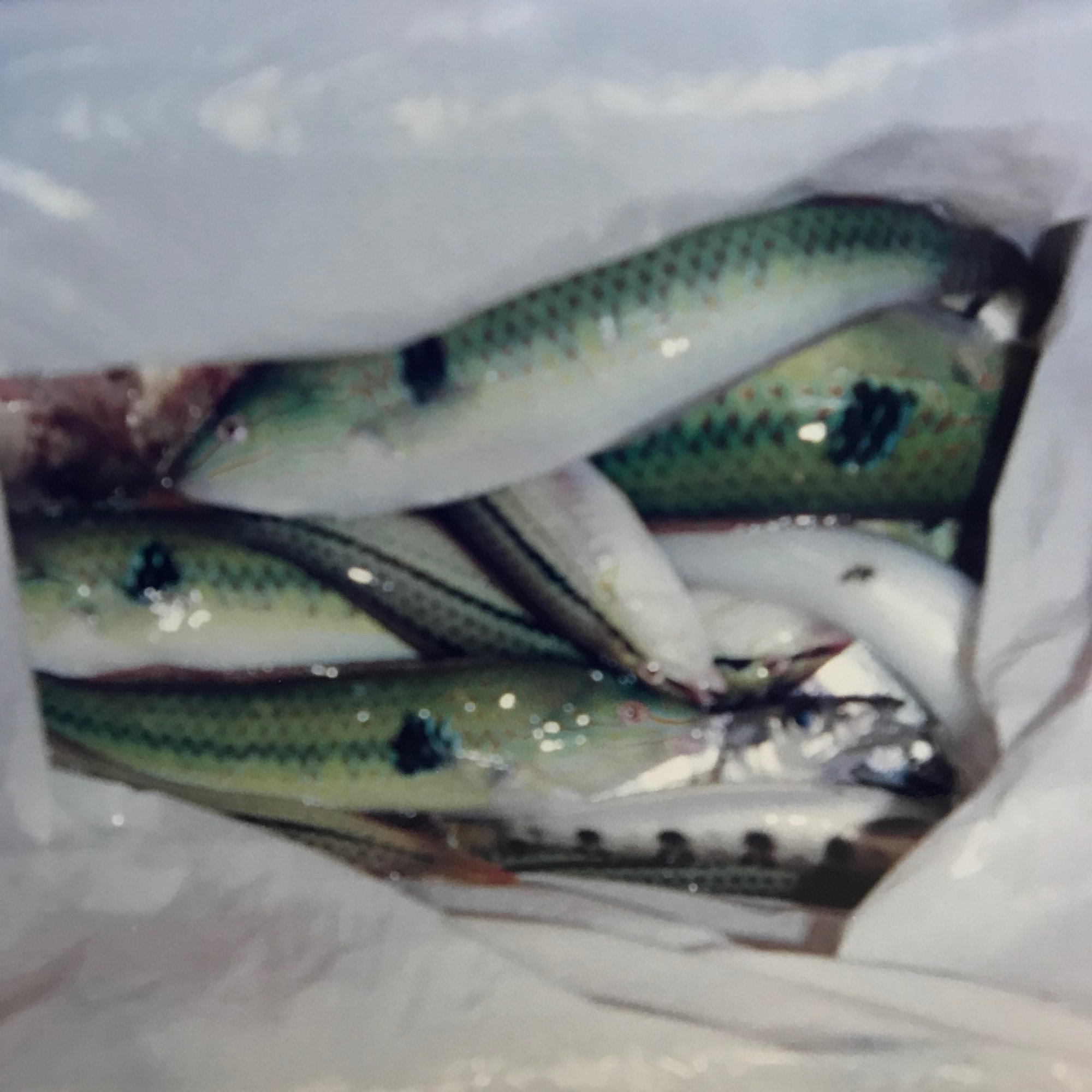 忽那の雫第1話 瀬戸内の投げ釣り四方山話 探偵釣り師しゅうちゃん Note 忽那の雫第1話 瀬戸内の投げ釣り四方山話 探偵釣り師しゅうちゃん Note