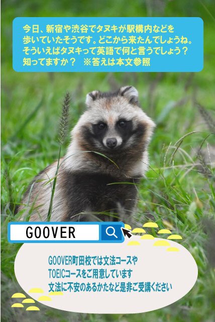 狐はfox じゃあ狸は英語で 米軍基地の英会話スクール Goover English School Note