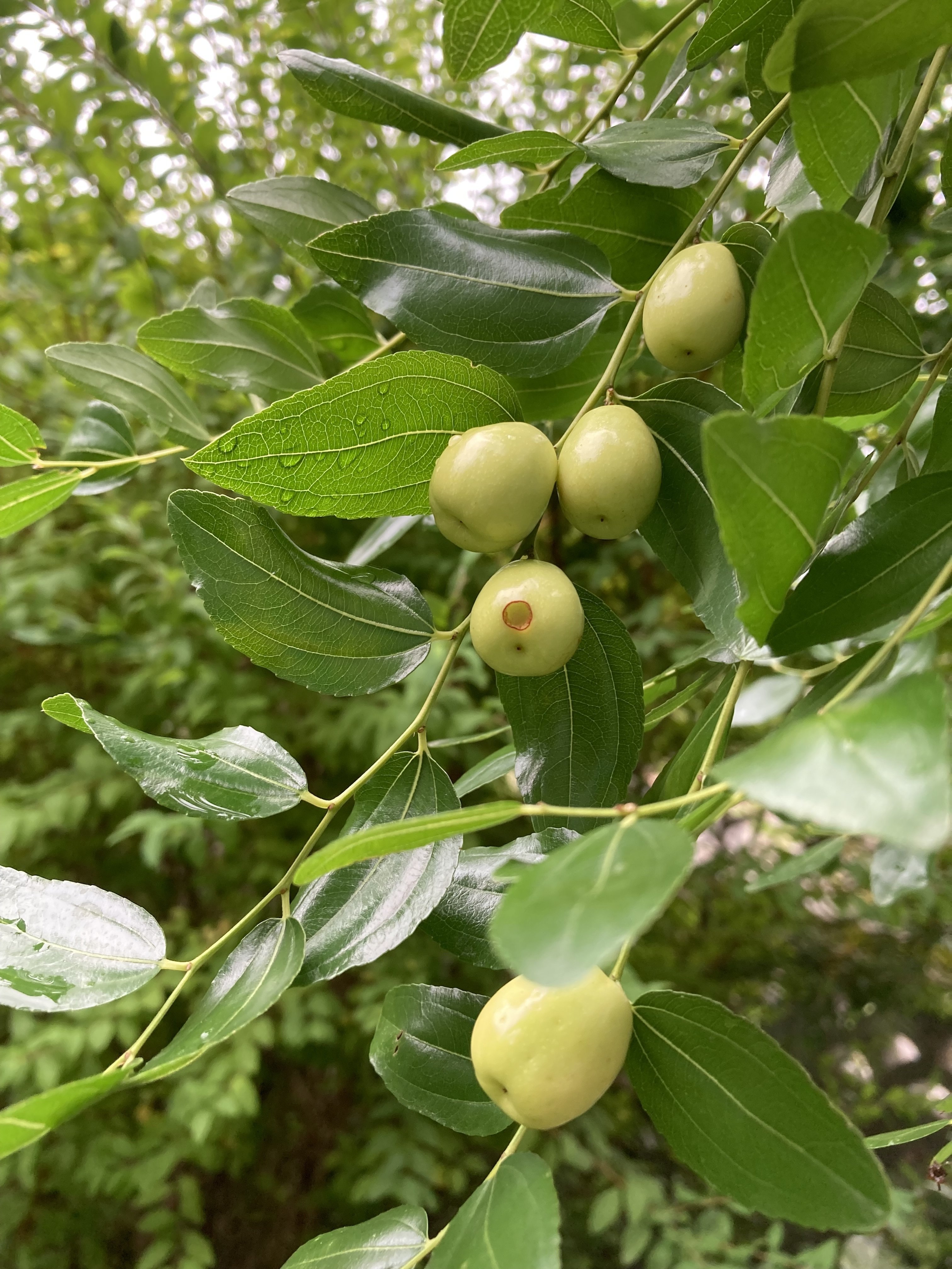 花 花組庭園 ナツメの実 花組庭園 Note
