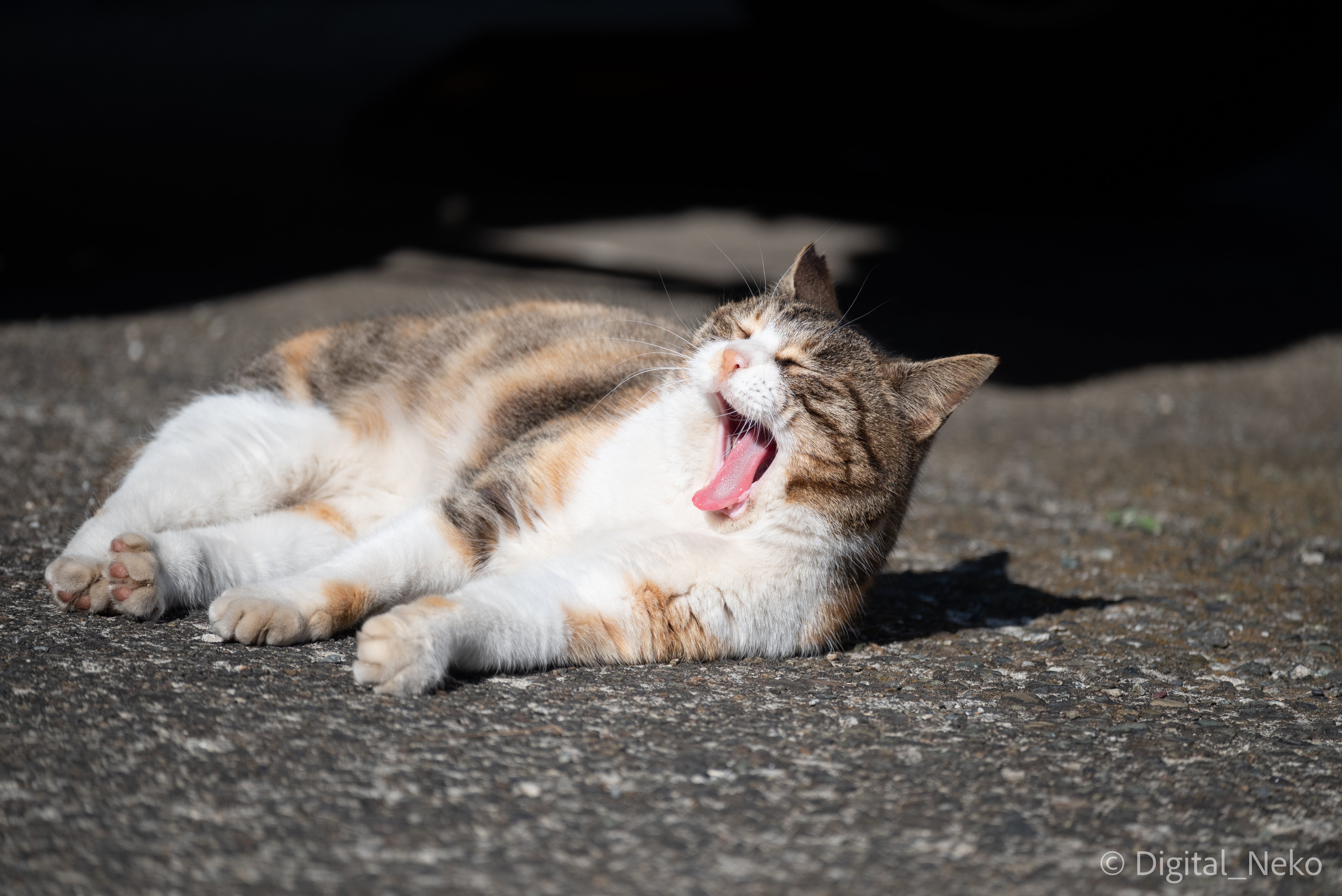 おおあくび 猫写真 けえる Note おおあくび 猫写真 けえる Note