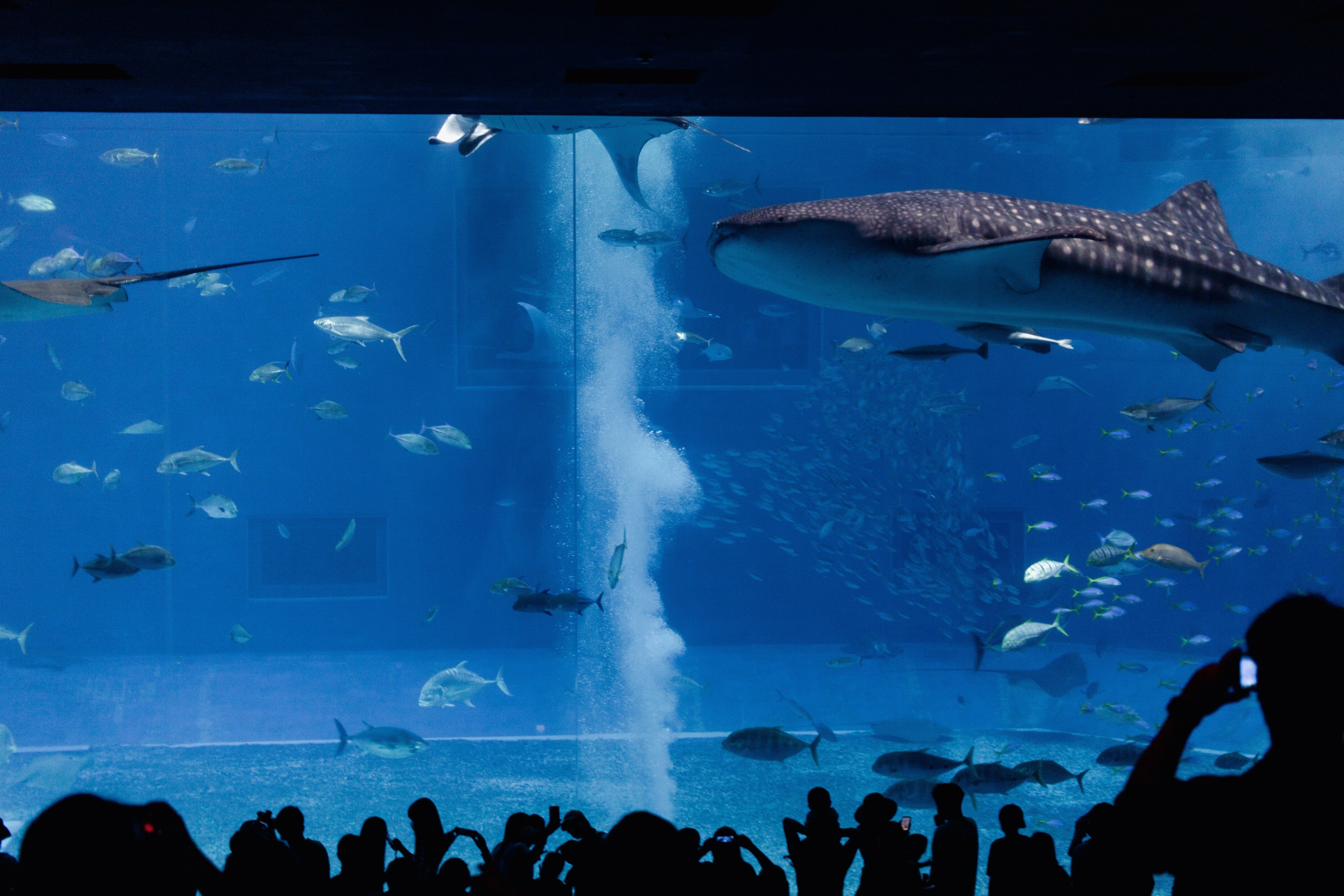 サメ親子とサンゴ礁のアクアリウム♪♪