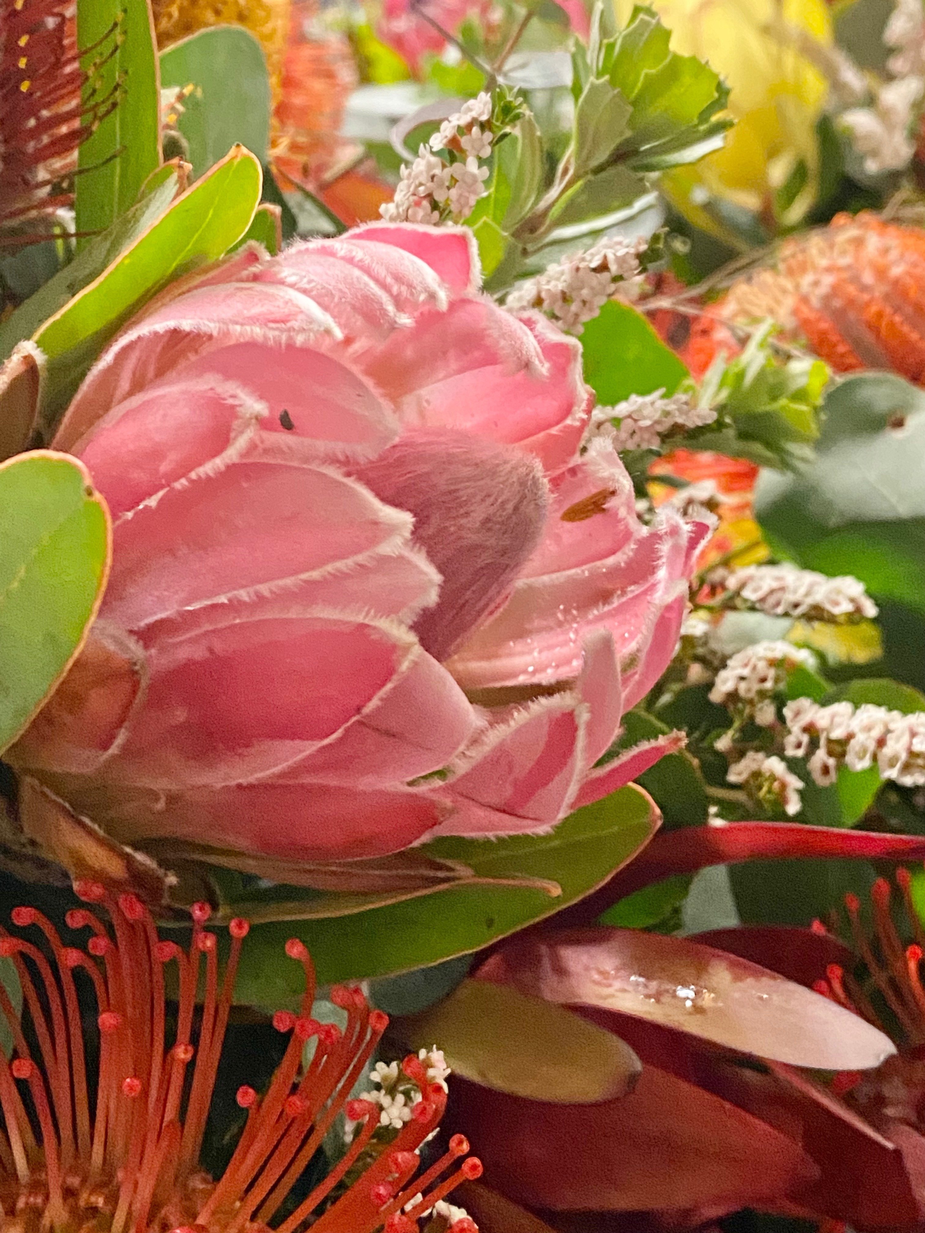 ネイティブフラワーのお話し。〜プロティア編〜｜Yukina Sakabe