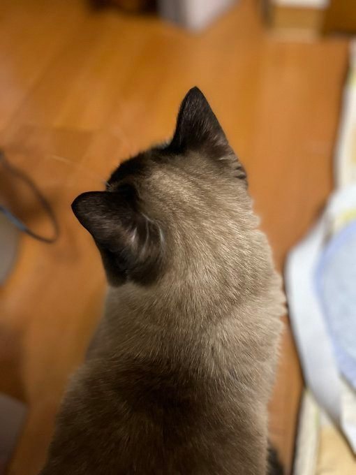 猫だより 13 推し活ならぬ推し部位教えてください インプレス出版事業部 猫だより 13 推し活ならぬ推し部位教えてください インプレス出版事業部