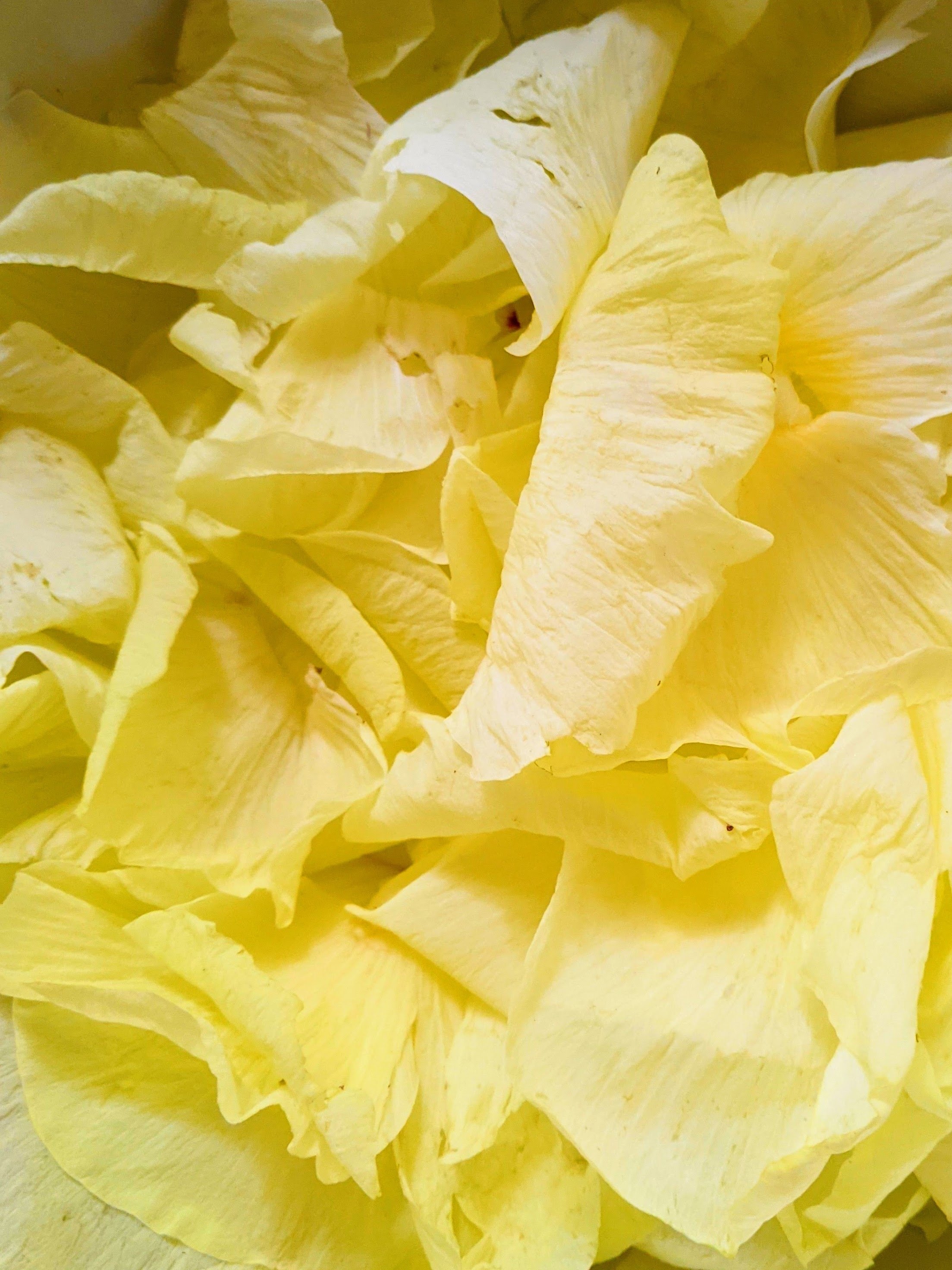 花オクラ染め Kamito Note 花オクラ染め Kamito Note