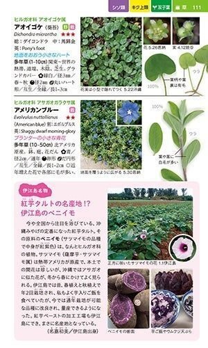 沖縄の1000種の身近な植物を手軽に調べられるコンパクトな図鑑が登場 ボーダーインク Note 沖縄の1000種の身近な植物を手軽に調べられるコンパクトな図鑑が登場 ボーダーインク Note