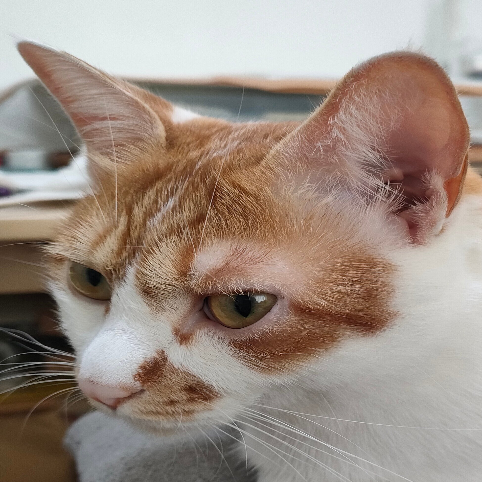 動物病院に行きたいけれどキャリーが嫌なライ 猫の爪によるケガ ヤスエ カフェ Note