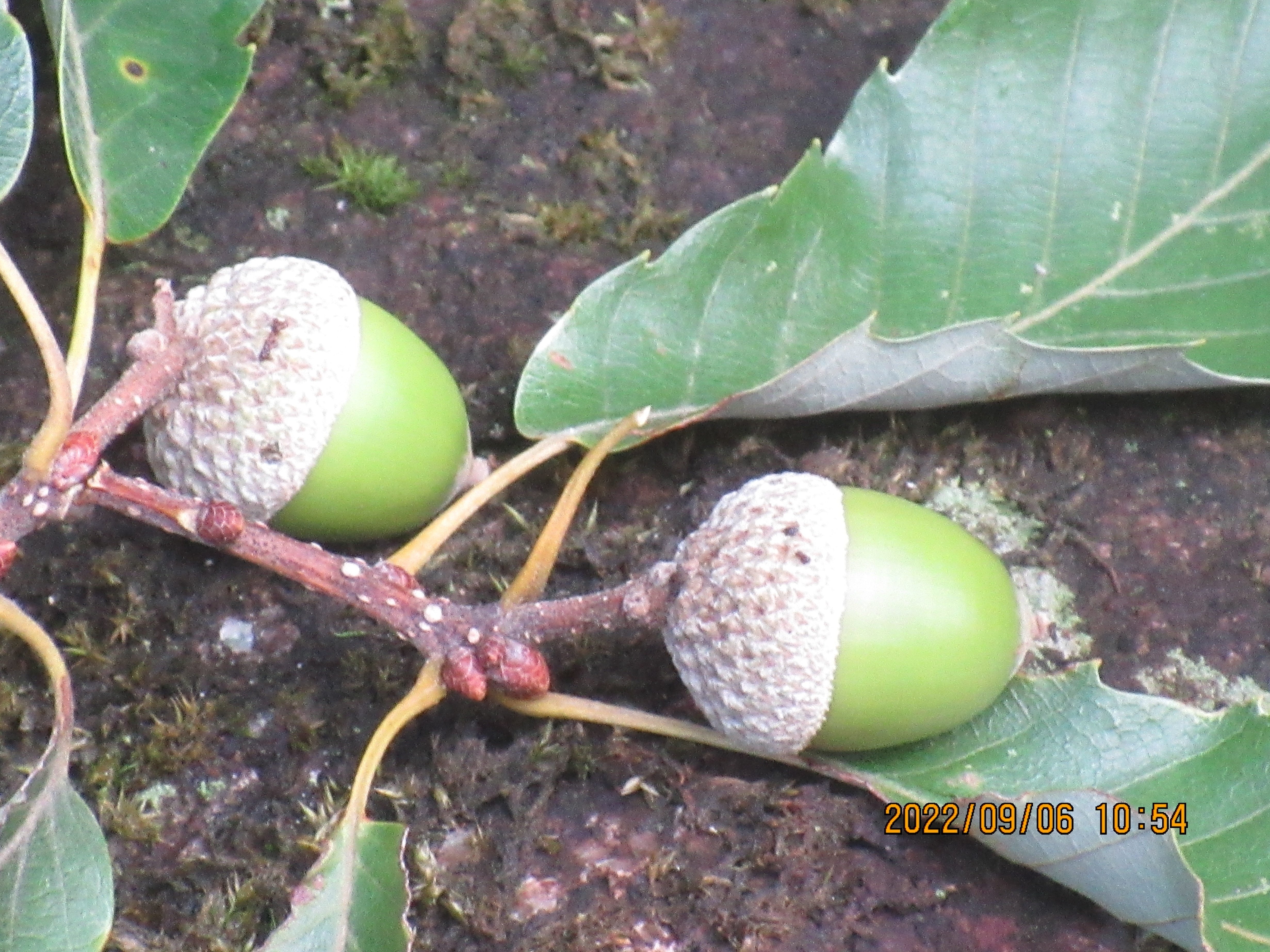 現品　ミズナラ　ドングリ　1.7mほど　山採り 現品 ミズナラ ドングリ 1.7mほど 山採り 東近江トレイル・コナラ（小