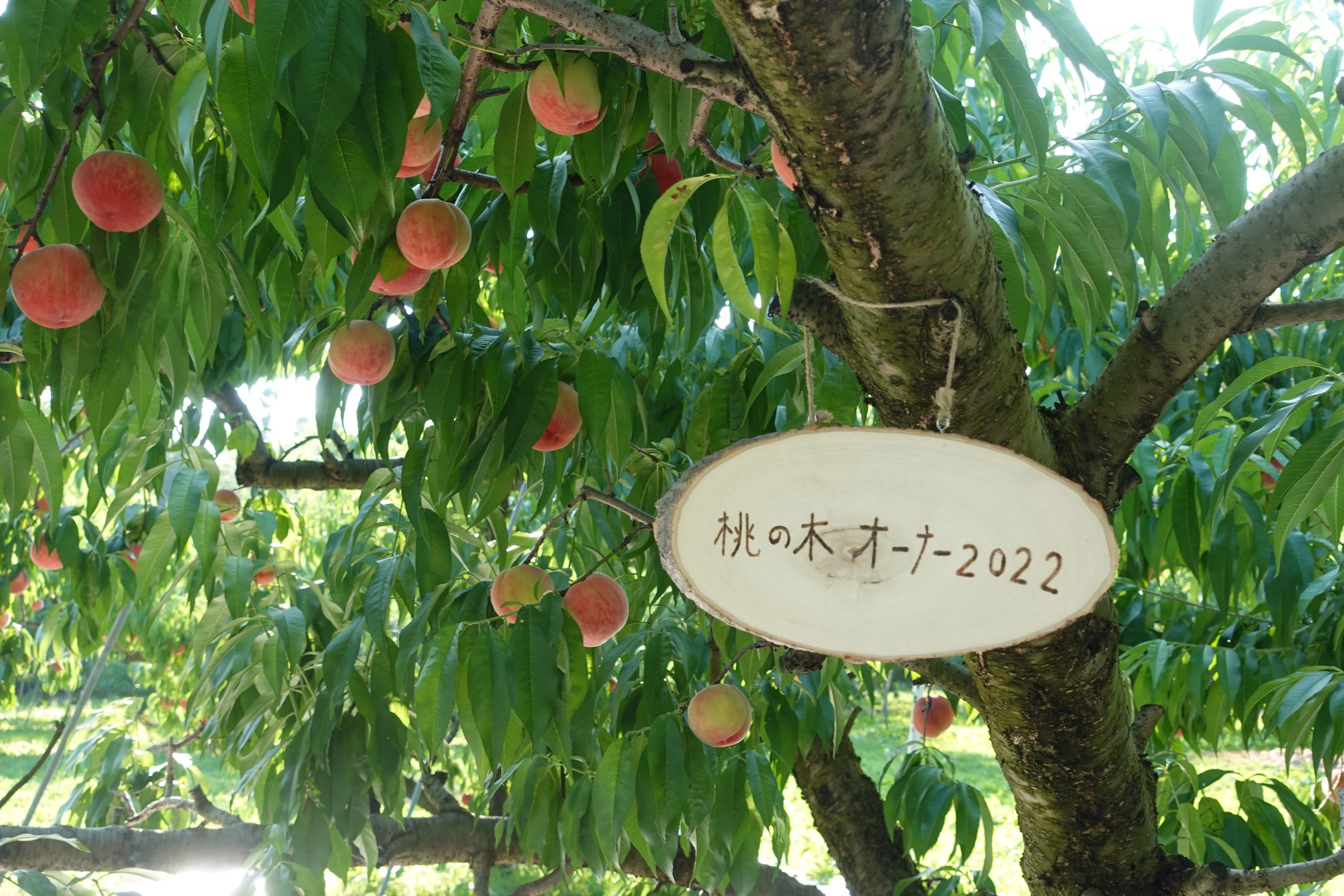 Peach Growth Report #August｜クニミノマド オーナー制度