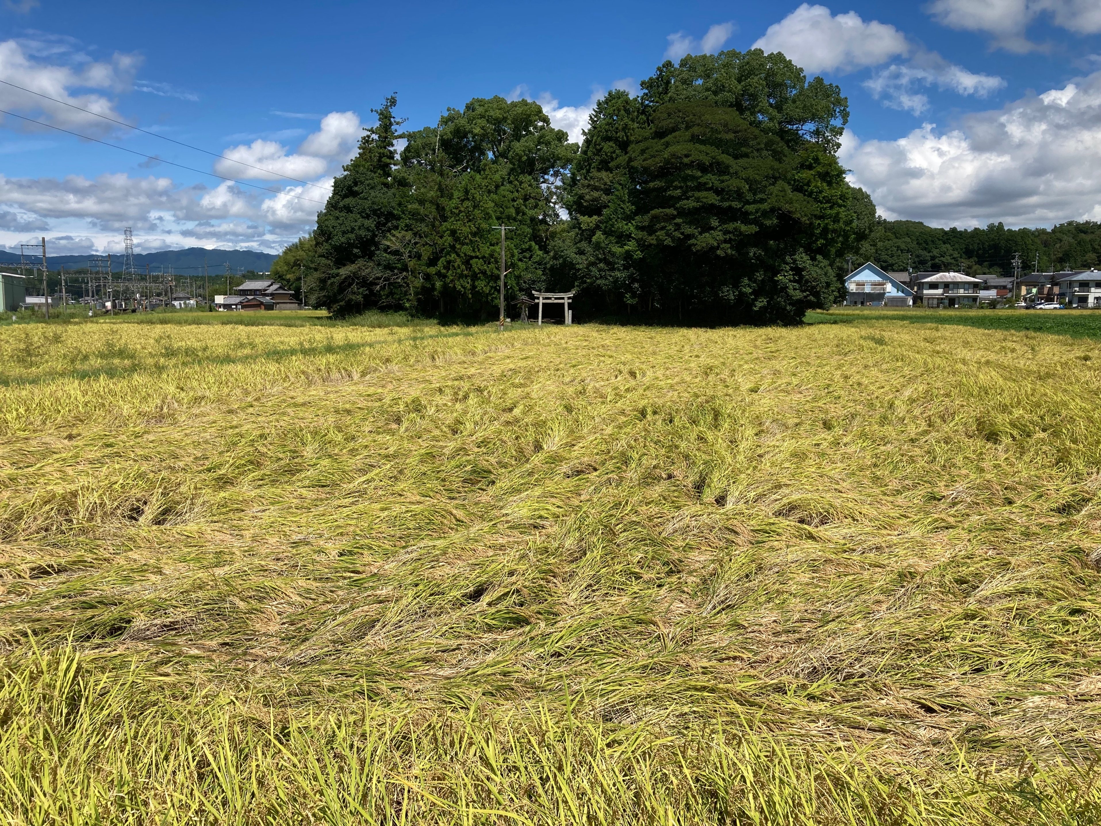 ゼロから始める伊賀の米づくり35：台風が迫る中、3年目の収穫🌾｜大森