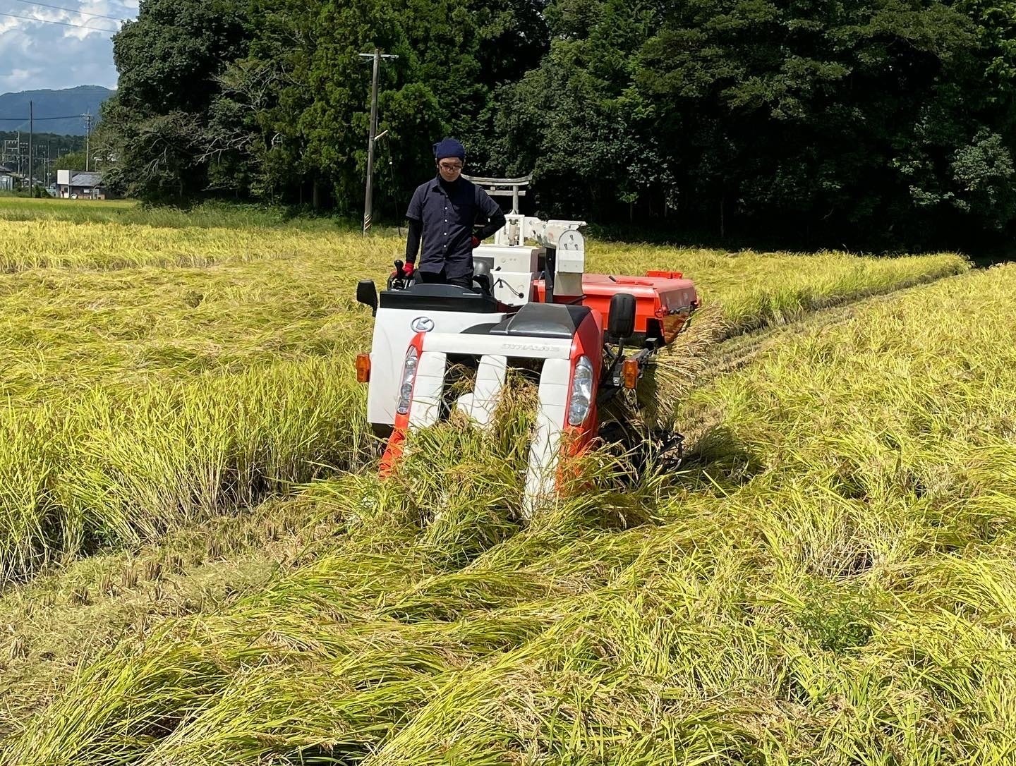 ゼロから始める伊賀の米づくり35：台風が迫る中、3年目の収穫🌾｜大森