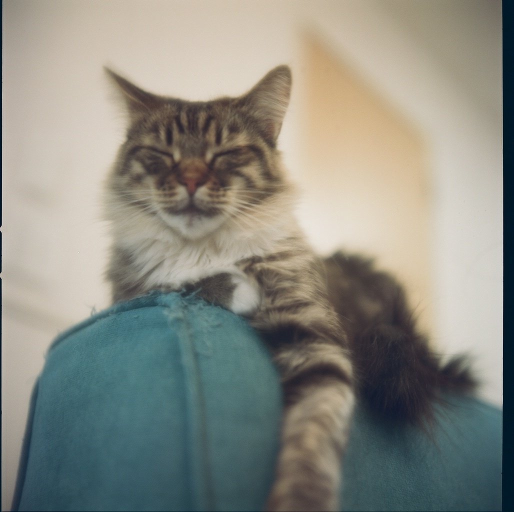 猫とhasselblad 貫禄ある居眠り Ilv2h8u Note 猫とhasselblad 貫禄ある居眠り Ilv2h8u Note