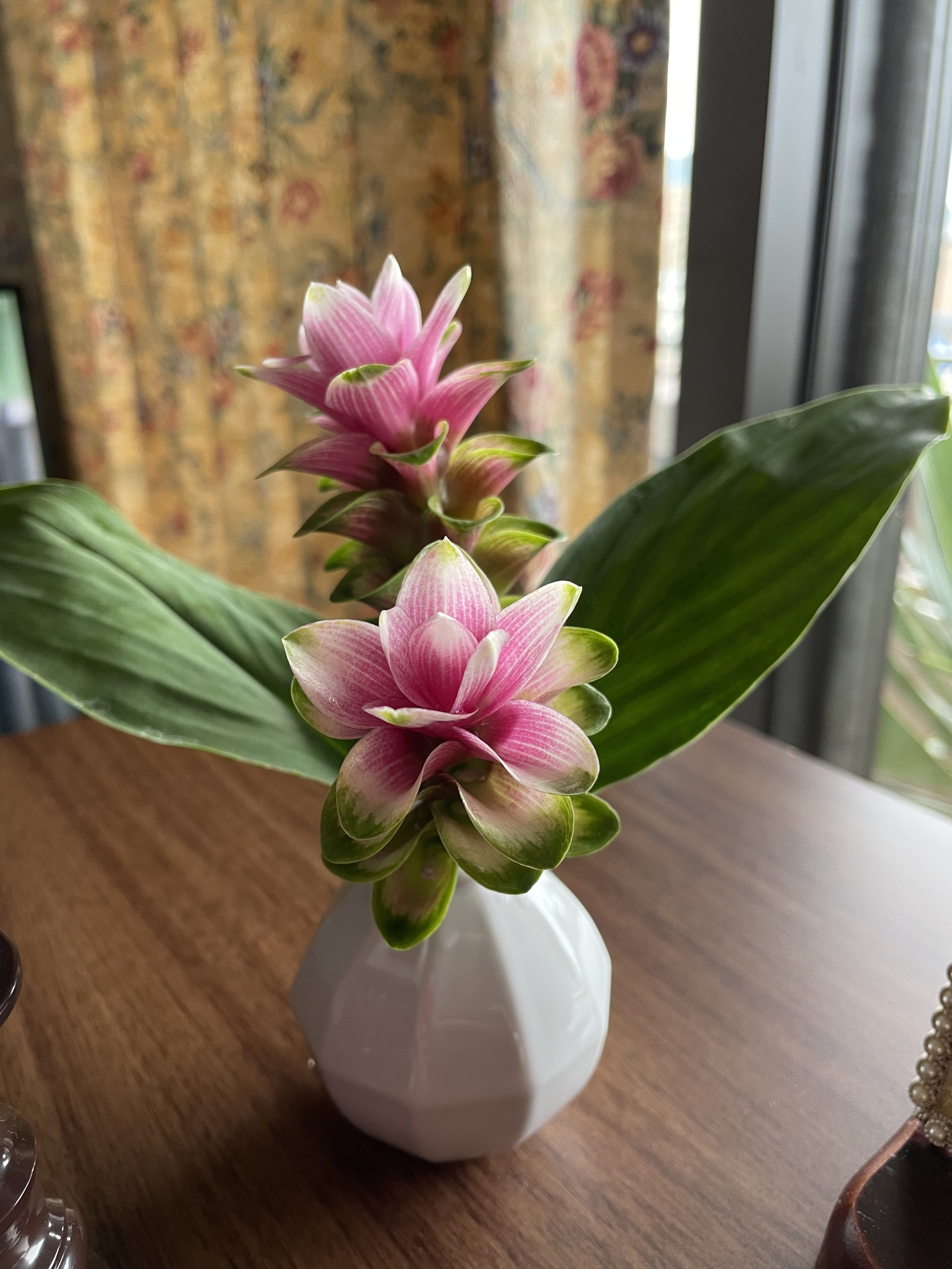 はじめましての花 1 クルクマ グリチネ Note はじめましての花 1 クルクマ グリチネ Note