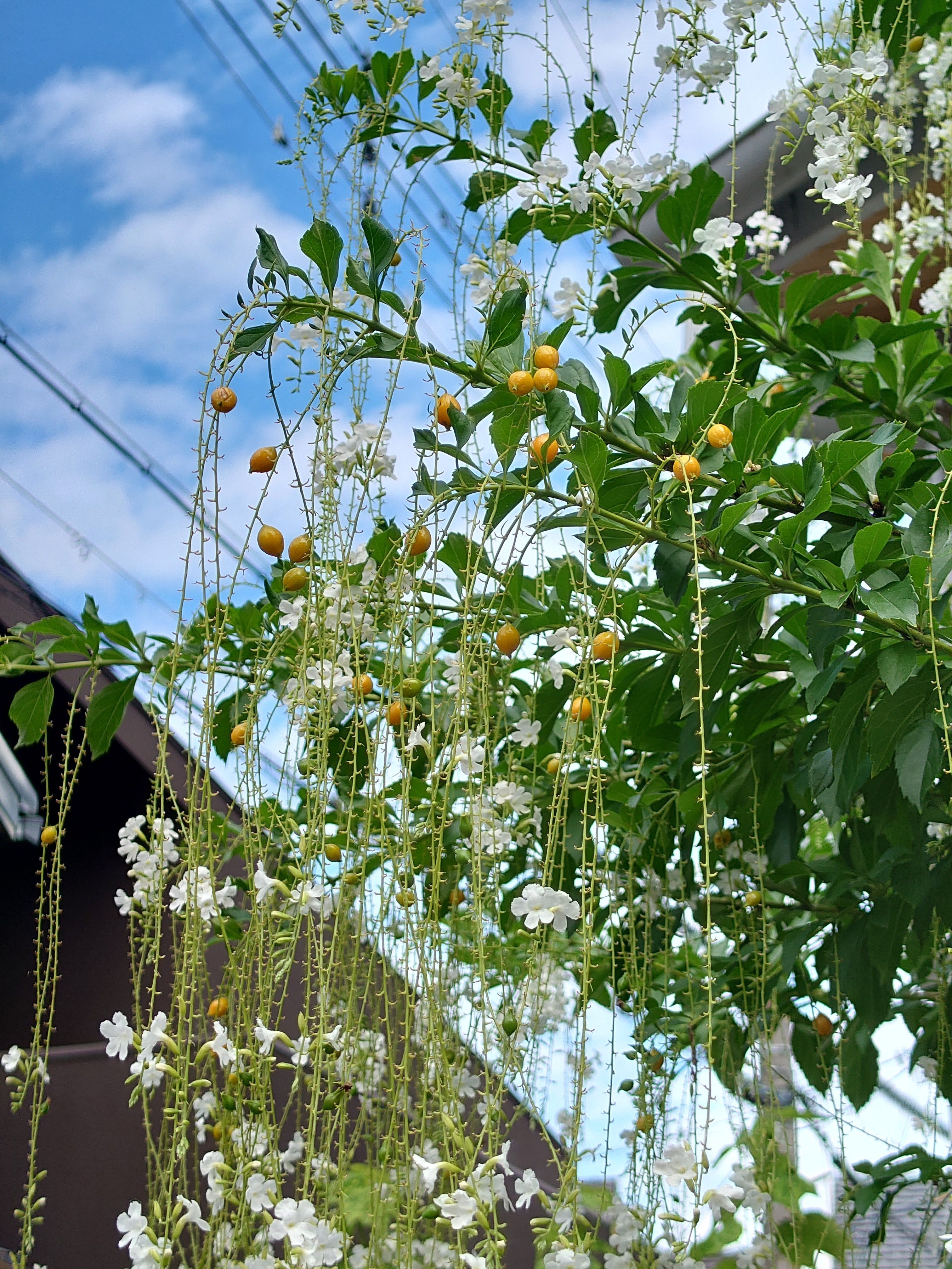 デュランタ アルバ Asako Note