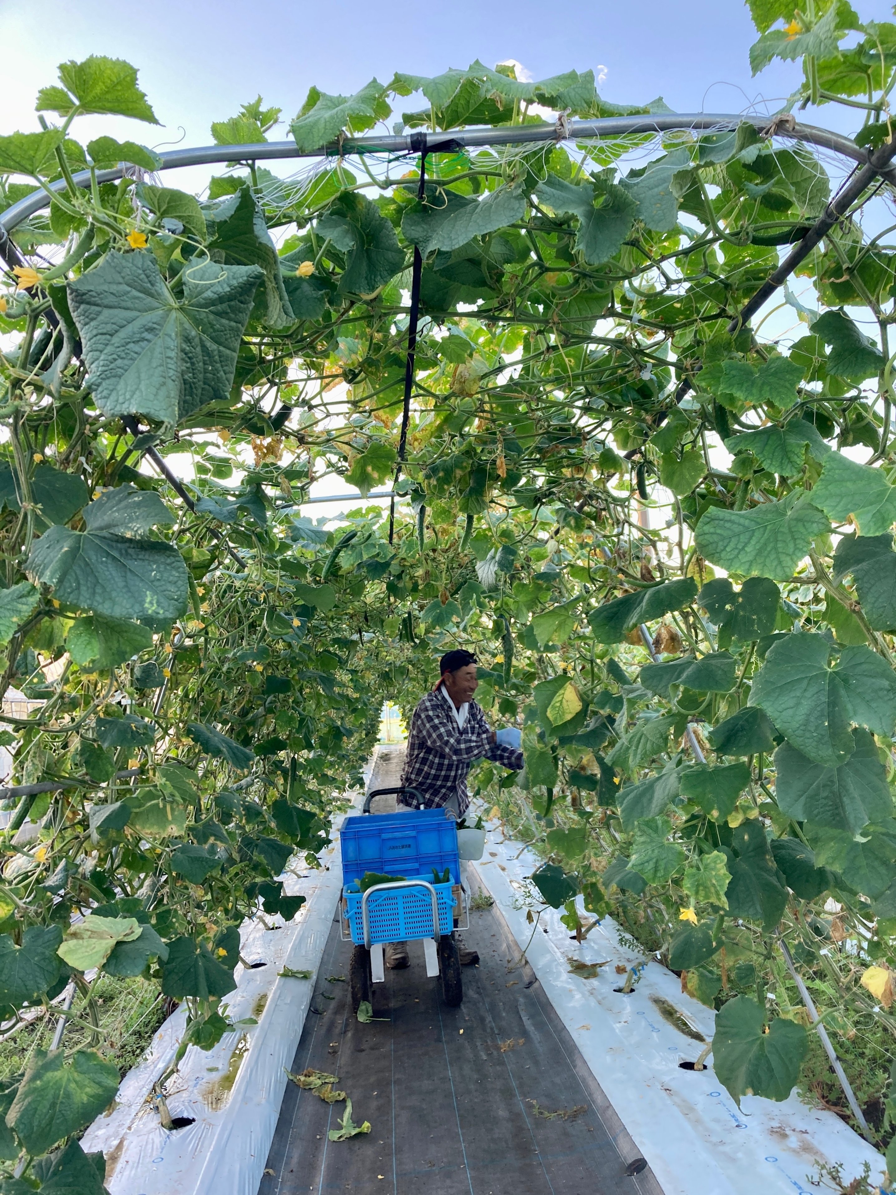 ジャッジして、ブラックきゅうりへ｜JAうご公式note【なぇんもねんしども】