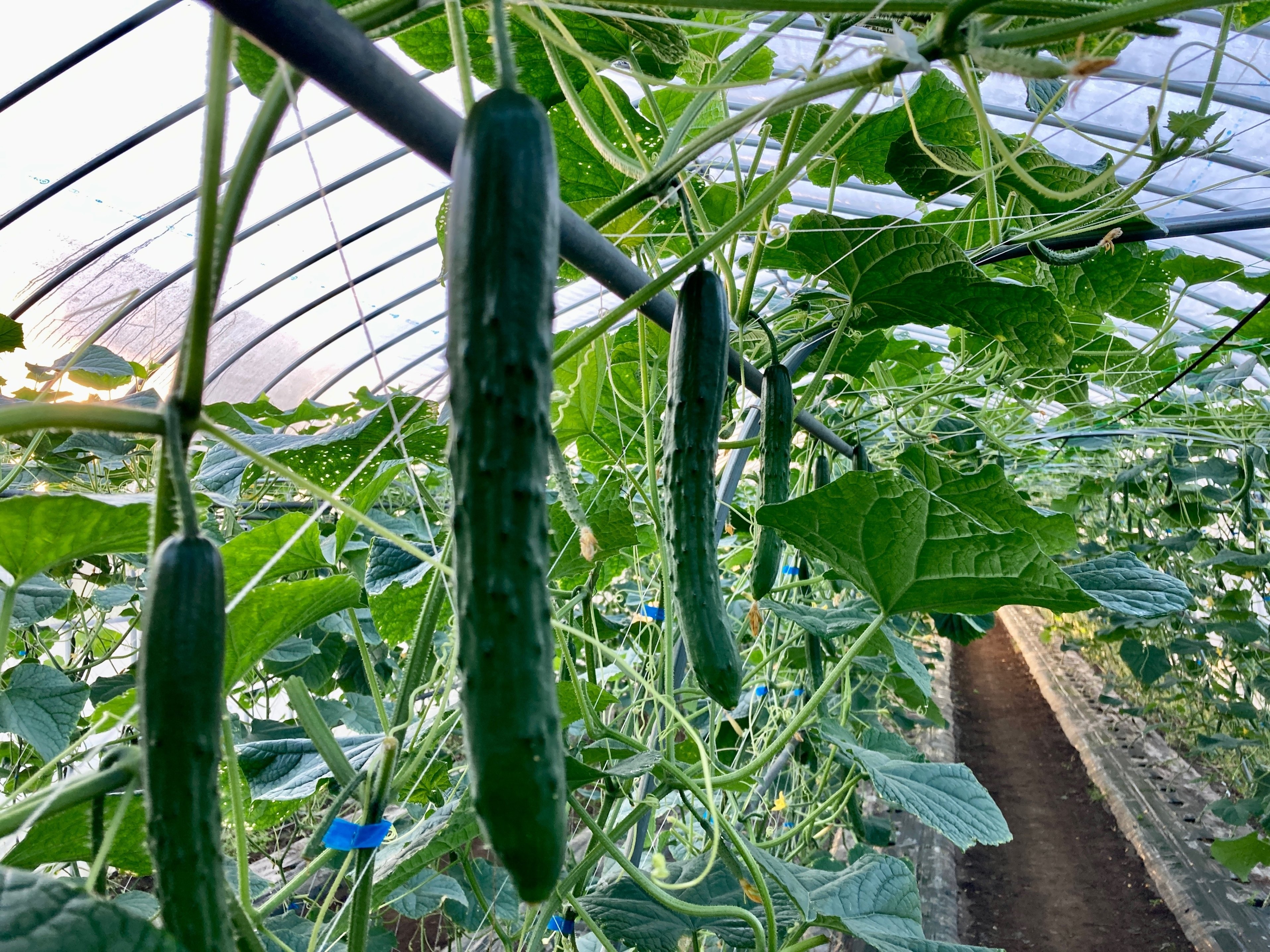 ジャッジして、ブラックきゅうりへ｜JAうご公式note【なぇんもねんしども】