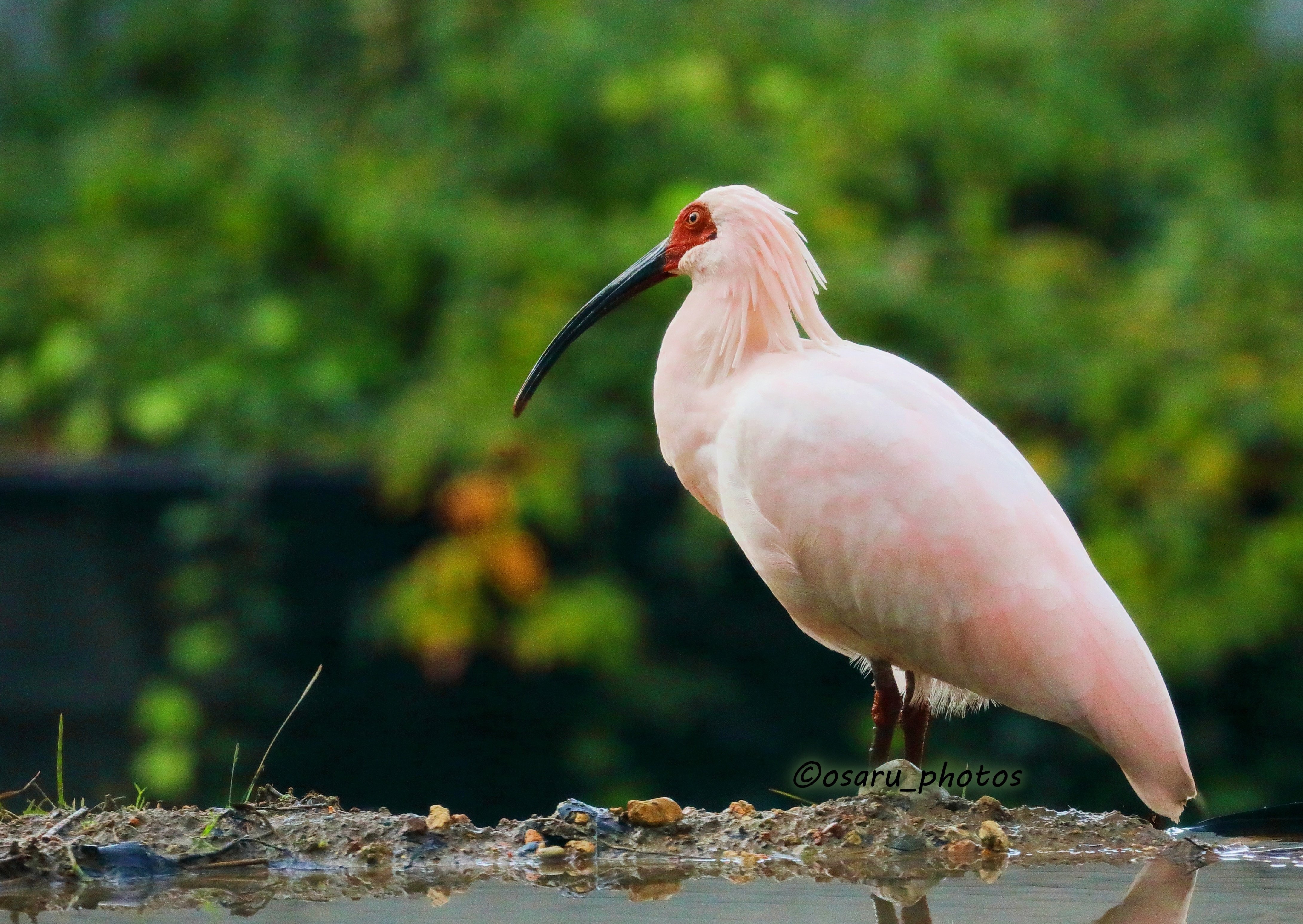 いしかわ動物園　トキ　ピンズ いしかわ動物園 トキ ピンズ