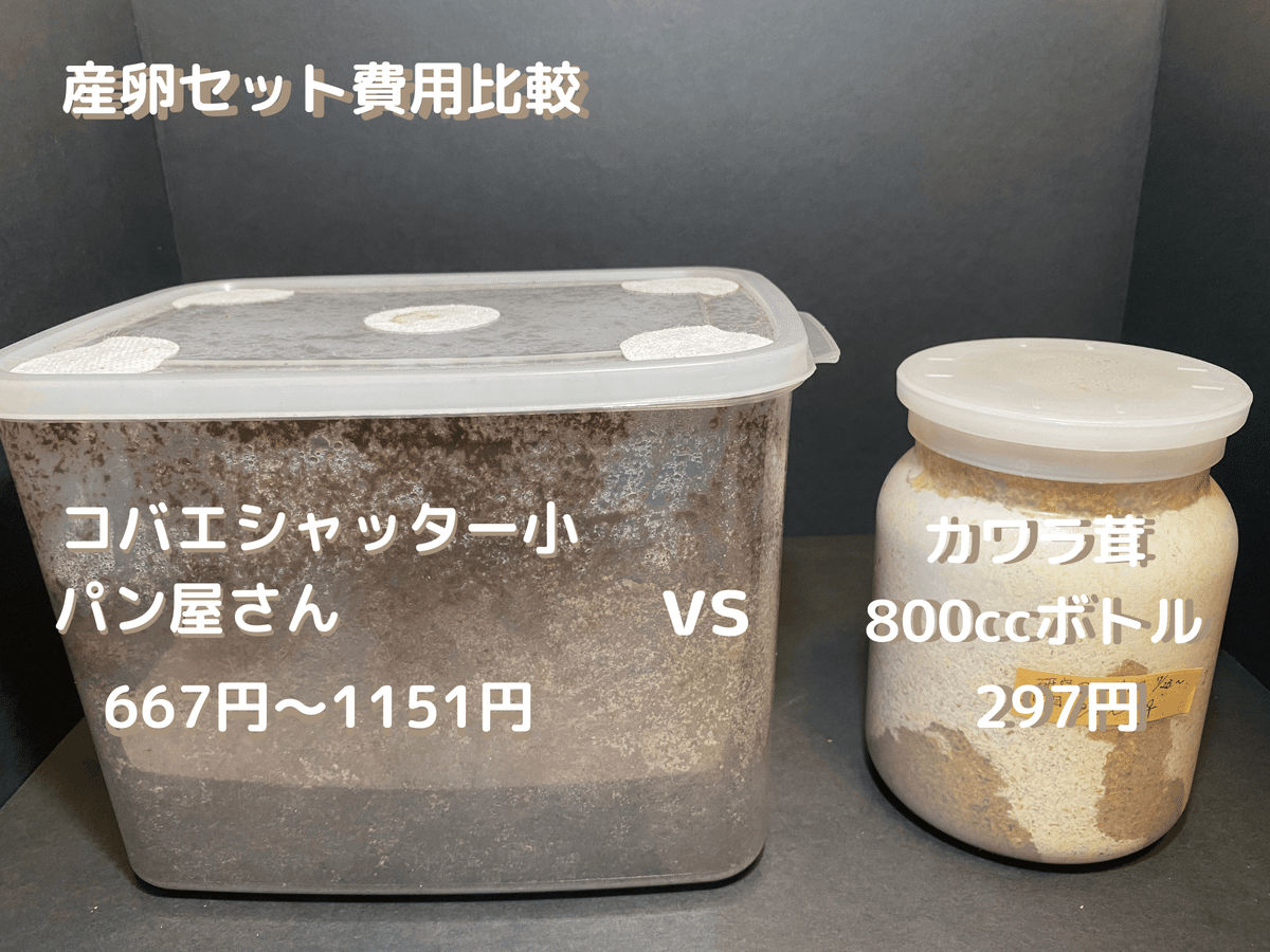 コスパ最強〜9歳でもできた〜】最大854円お得なニジイロクワガタ